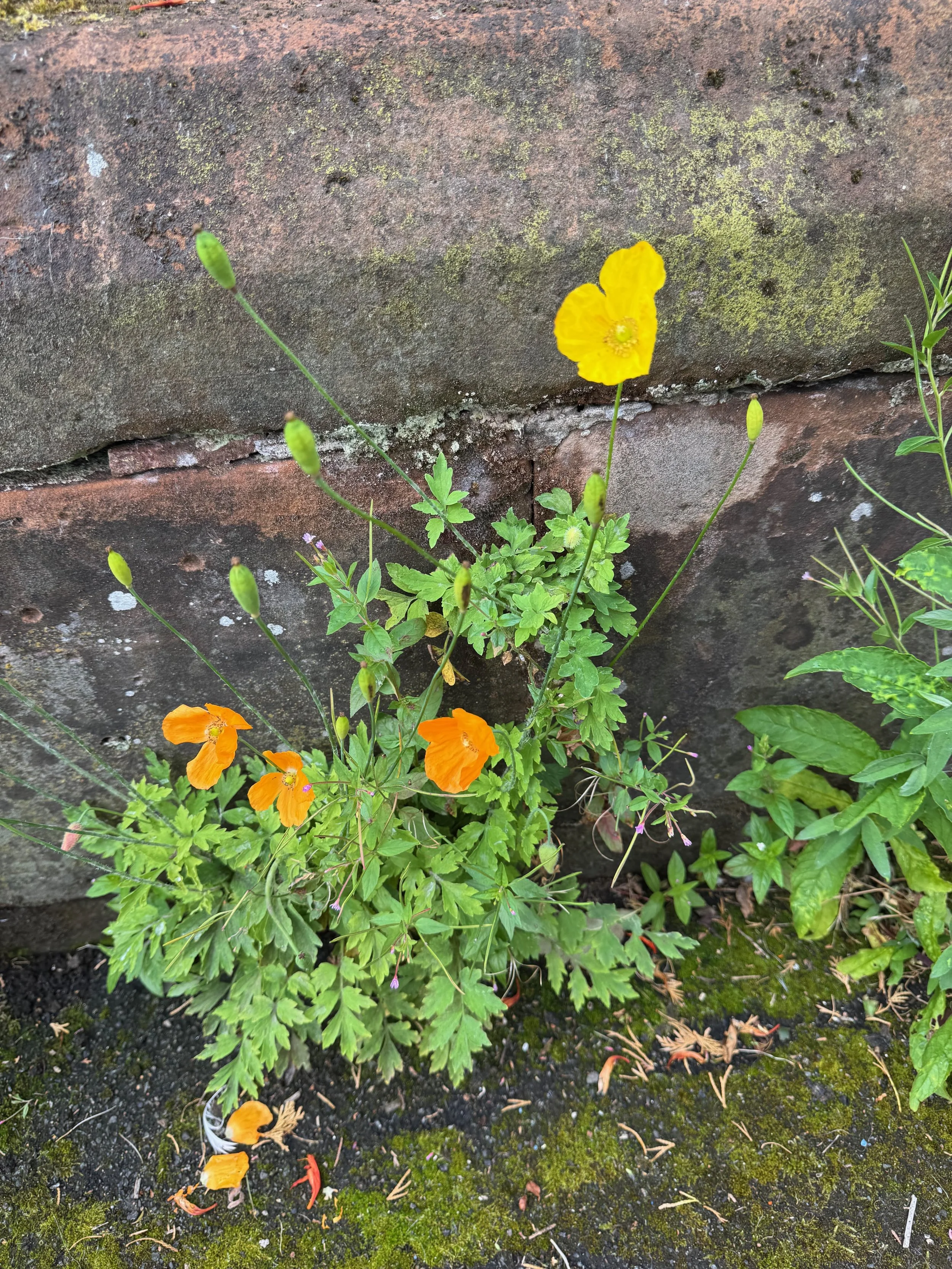  This shows the yellow and orange flowers.    Papaver cambricum NS5566 7Aug25 PW  