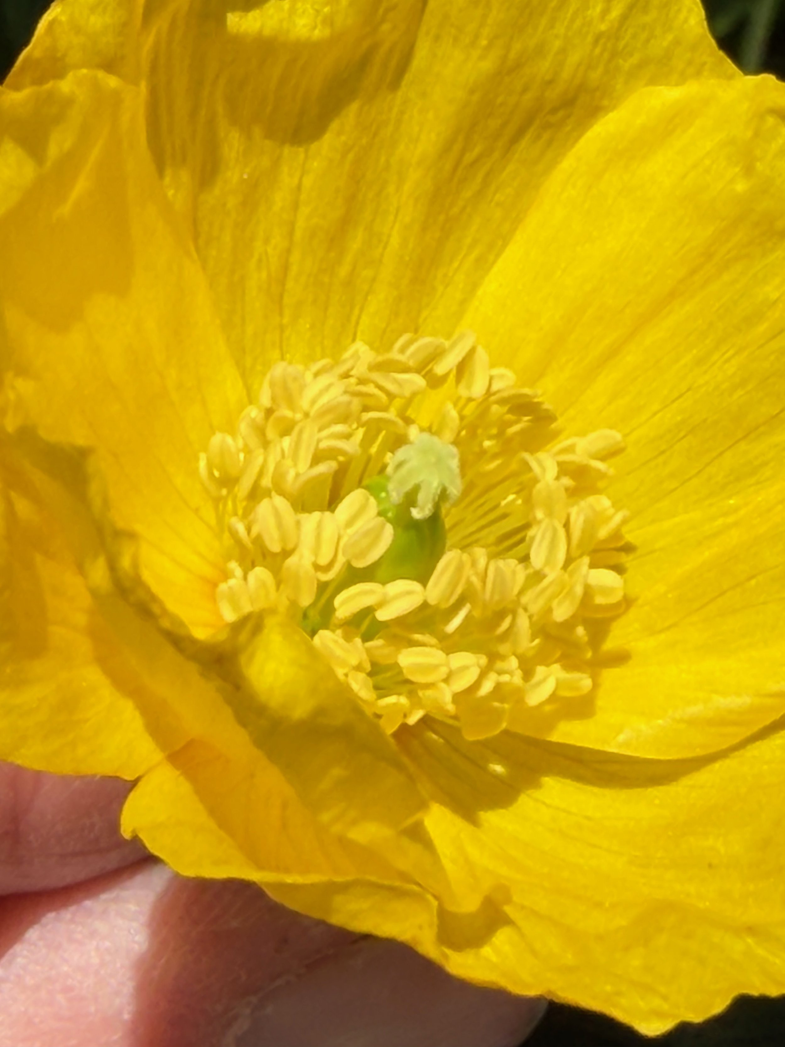  The short style is clear.    Papaver cambricum NS5766 25Apr26 PW   