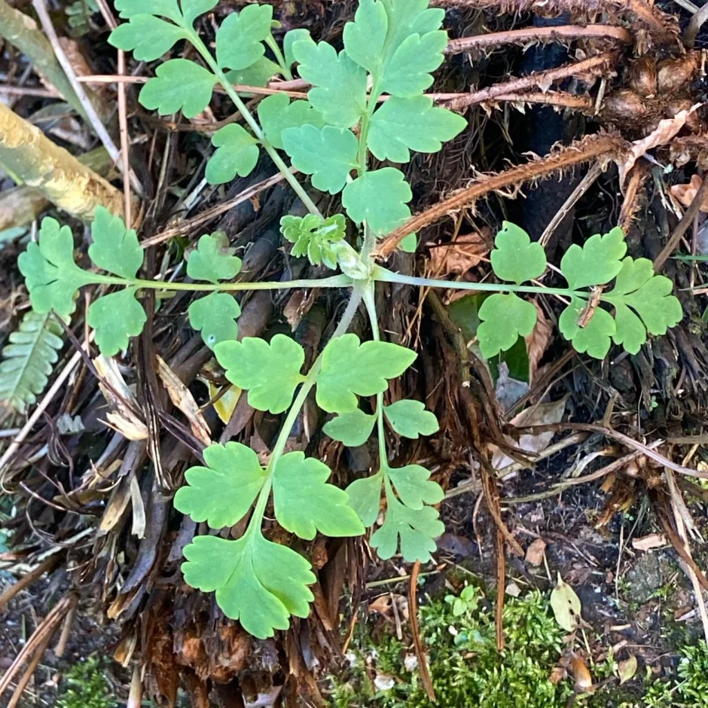  Early in the season the multiple pairs of leaflets are clear.    Papaver cambricum NS5766 23Apr26 PW  