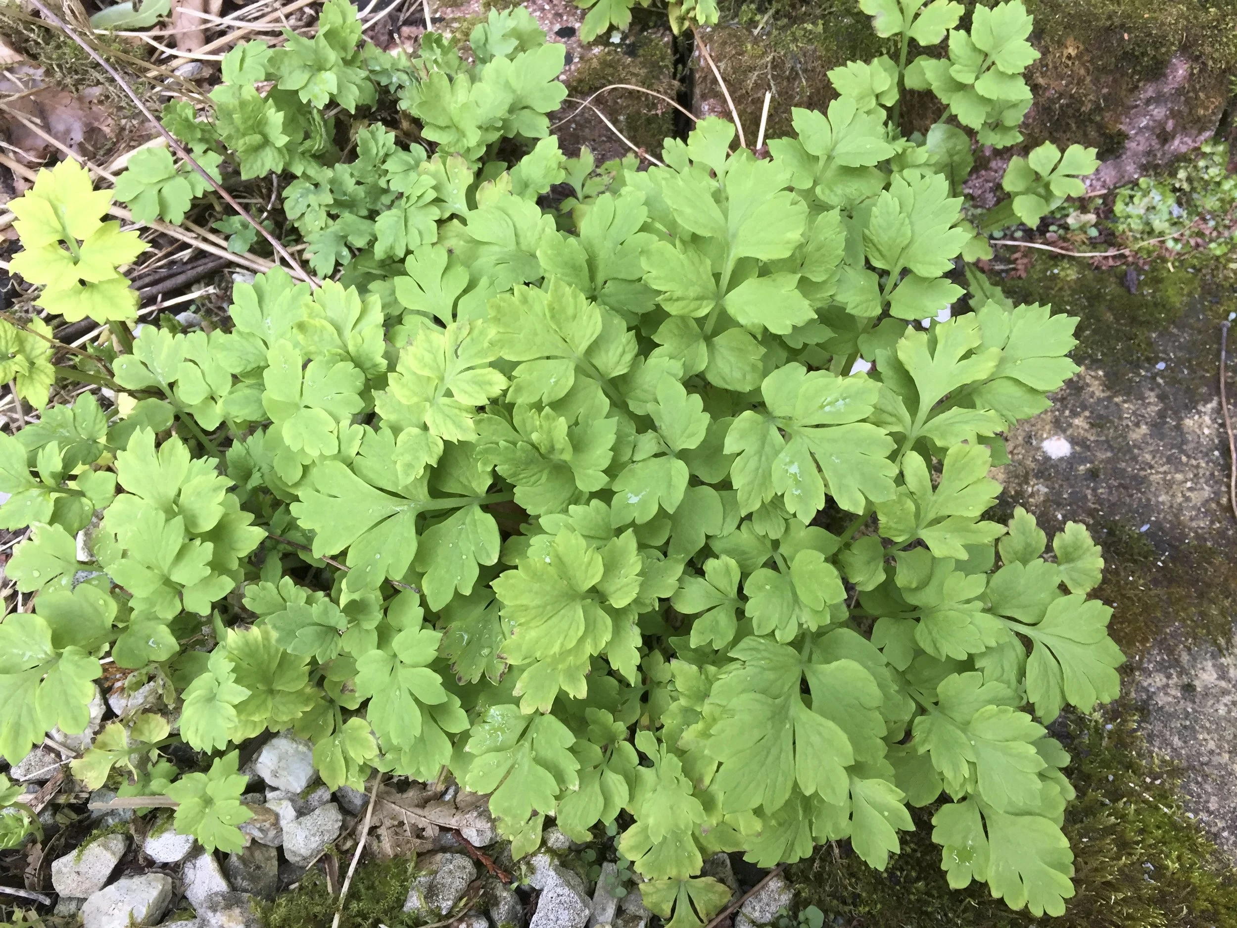  The leaves are hairless on top.   Papaver cambricum NS7448 23Mar19 MP  