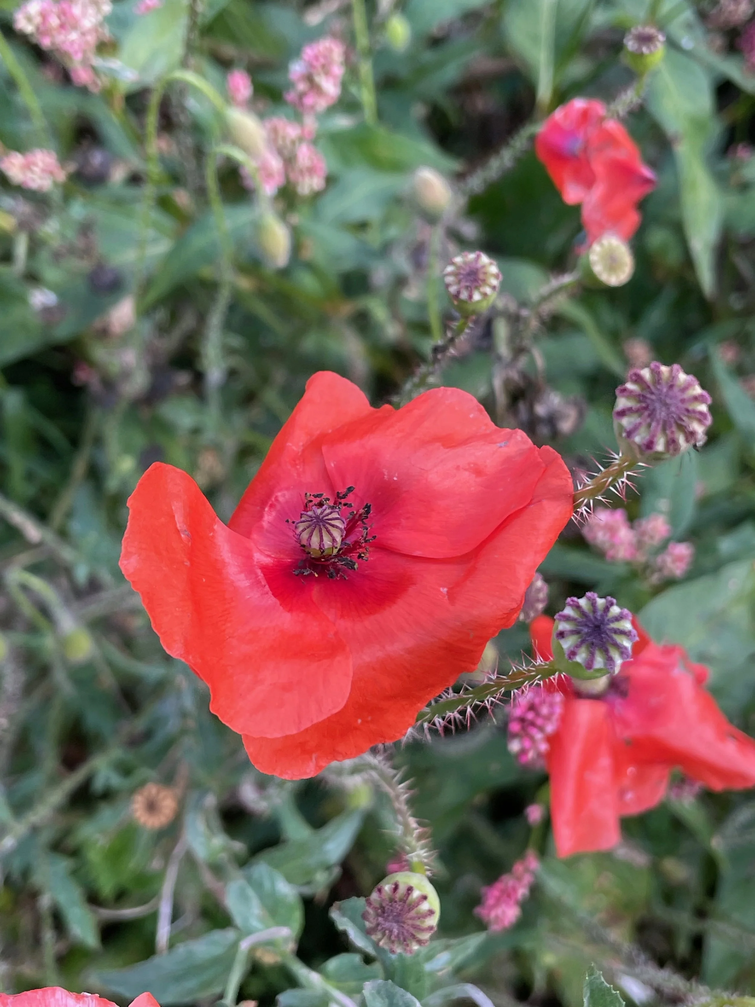  The stigmas are at least as wide as the capsule.   Papaver rhoeas NS5963 16Sep23 PW   