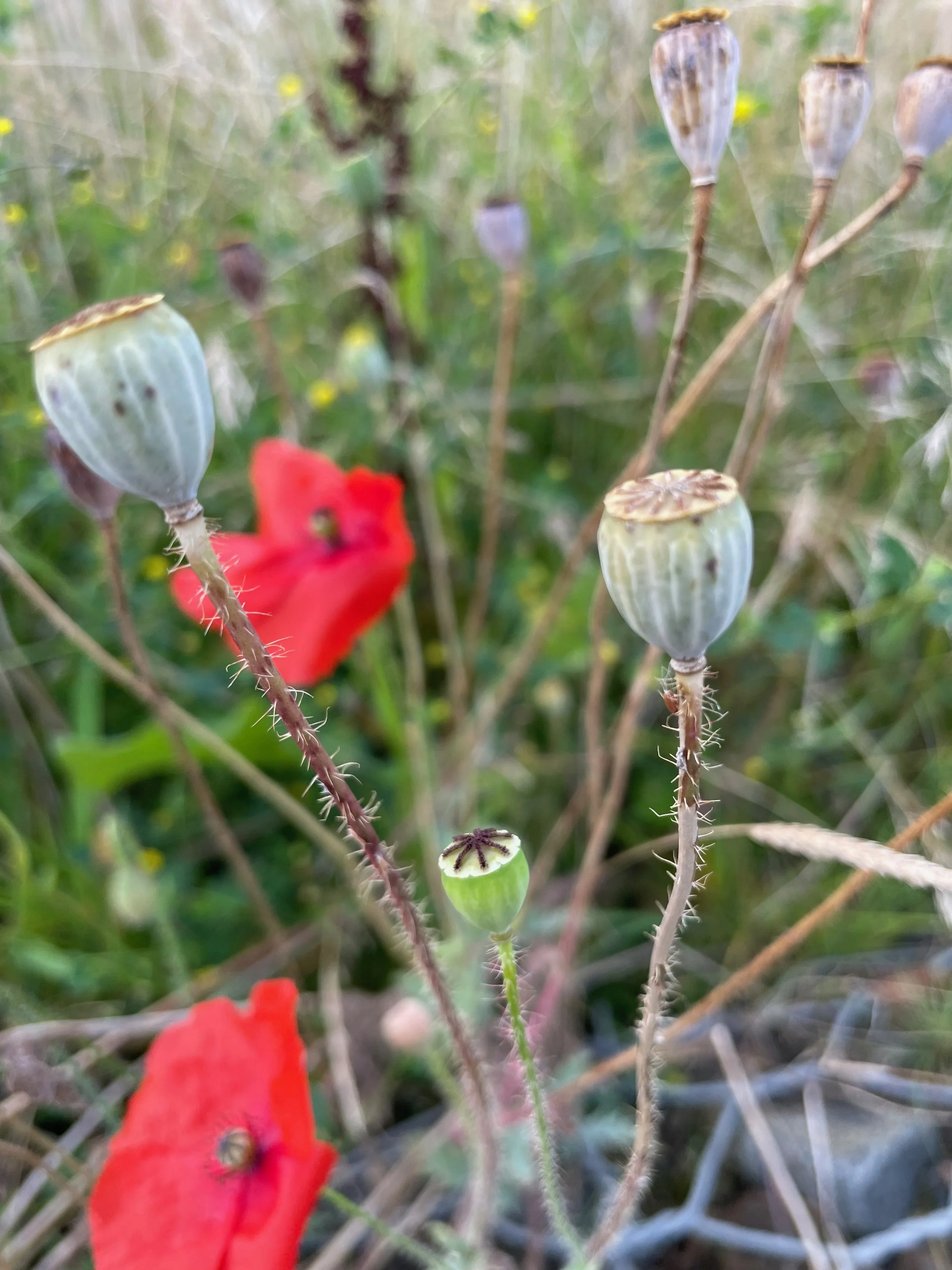  The stems are bristly.   Papaver rhoeas NS5963 16Sep23 PW  