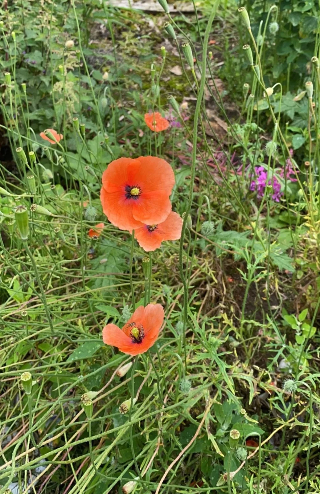   Papaver dubium NS7848 14Jul23 PW  