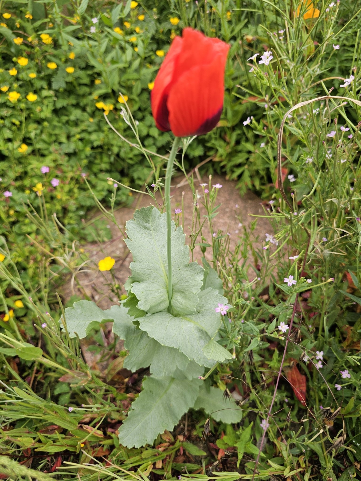   Papaver somniferum NS 7467 14Jul23 PW   