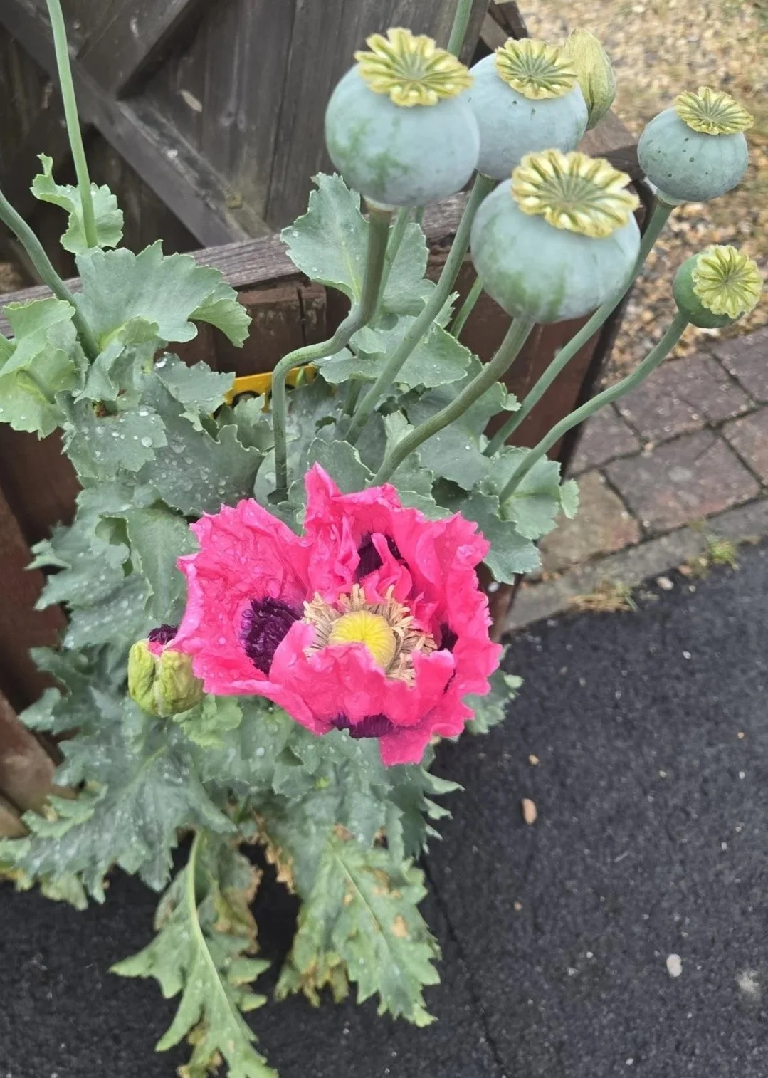   Papaver somniferum NS 6455 14Aug20 PW  