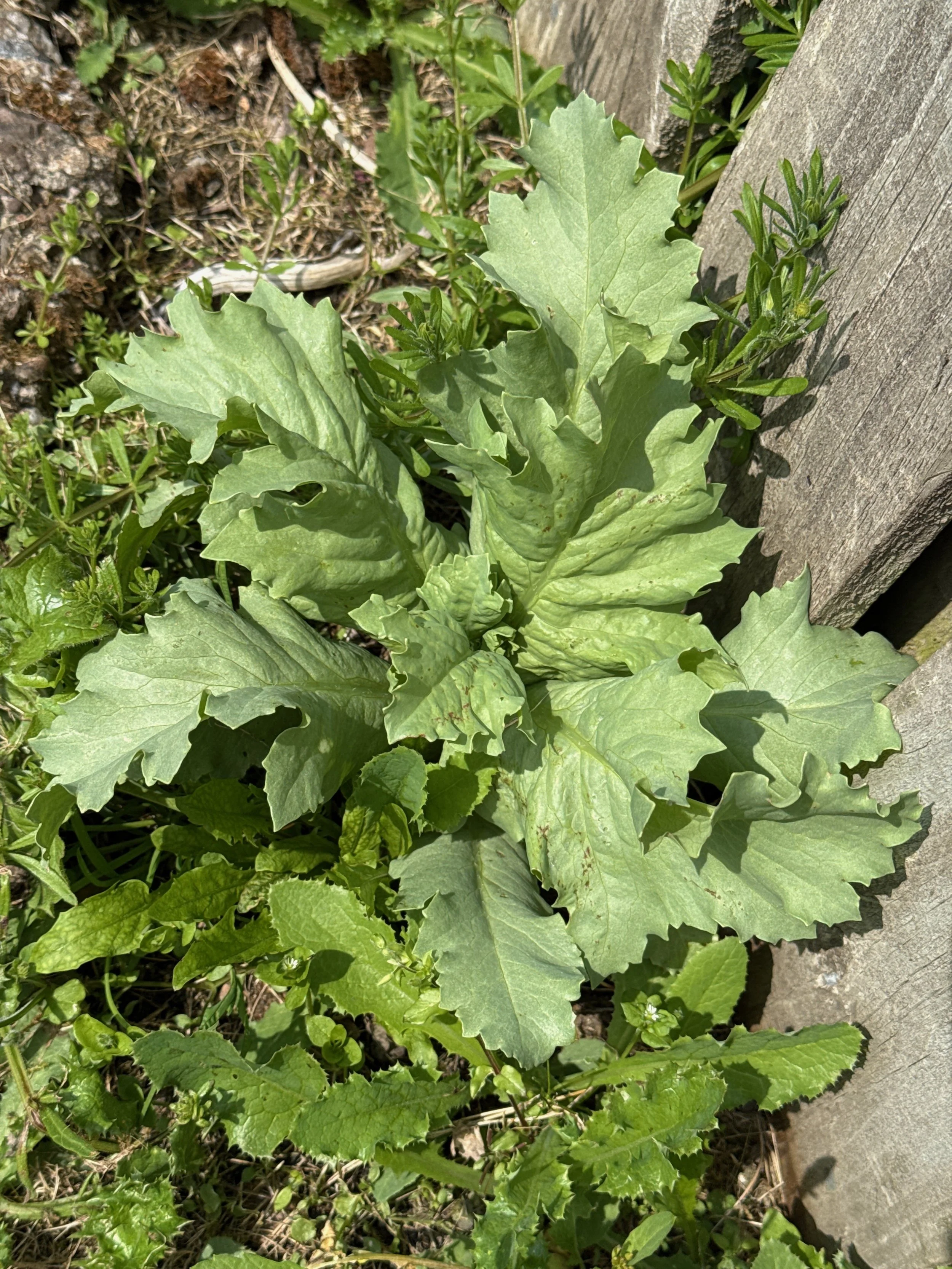   Papaver somniferum NS8256 11Jun25 PW   