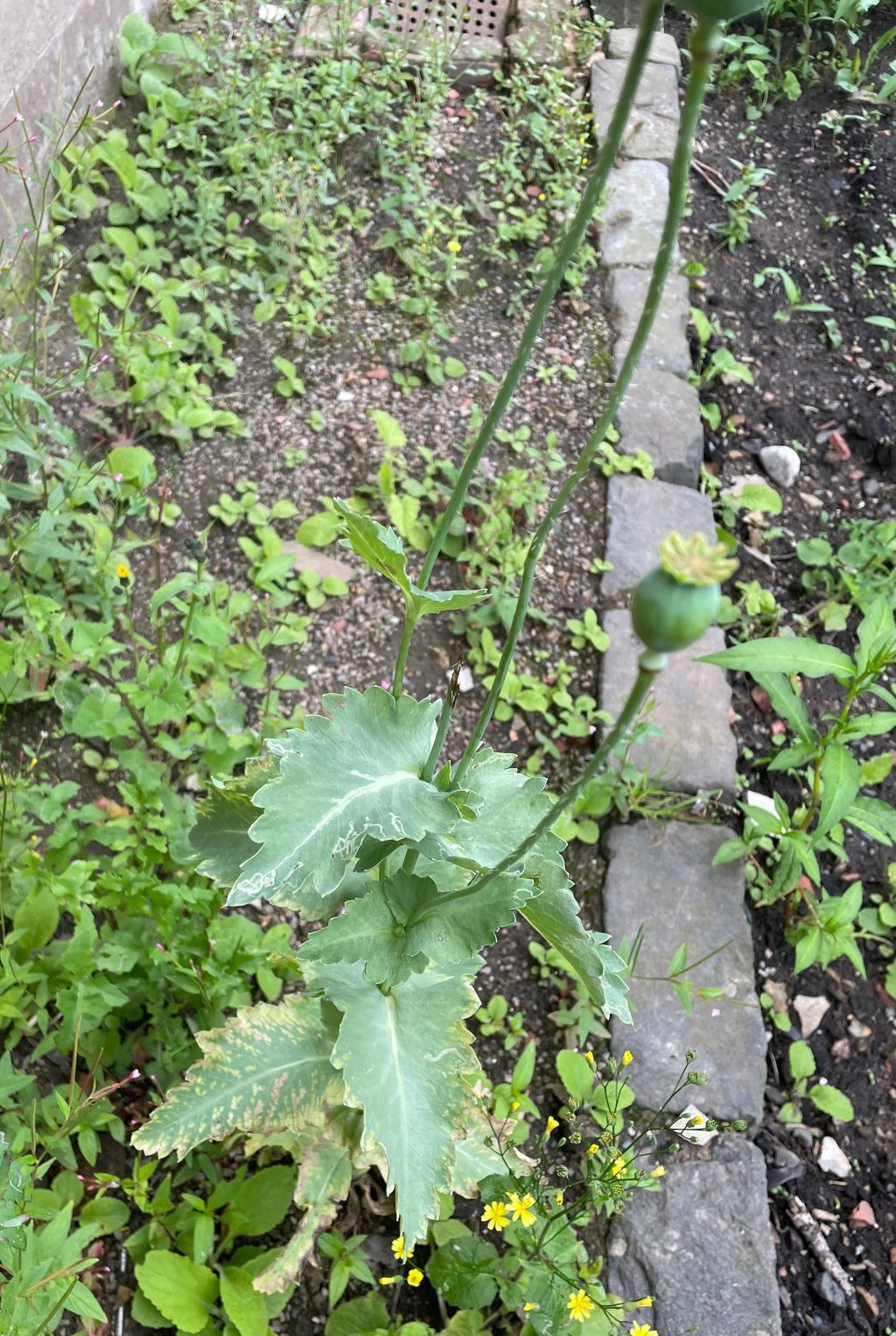  Papaver somniferum NS5666 17Jul23 AJ 
