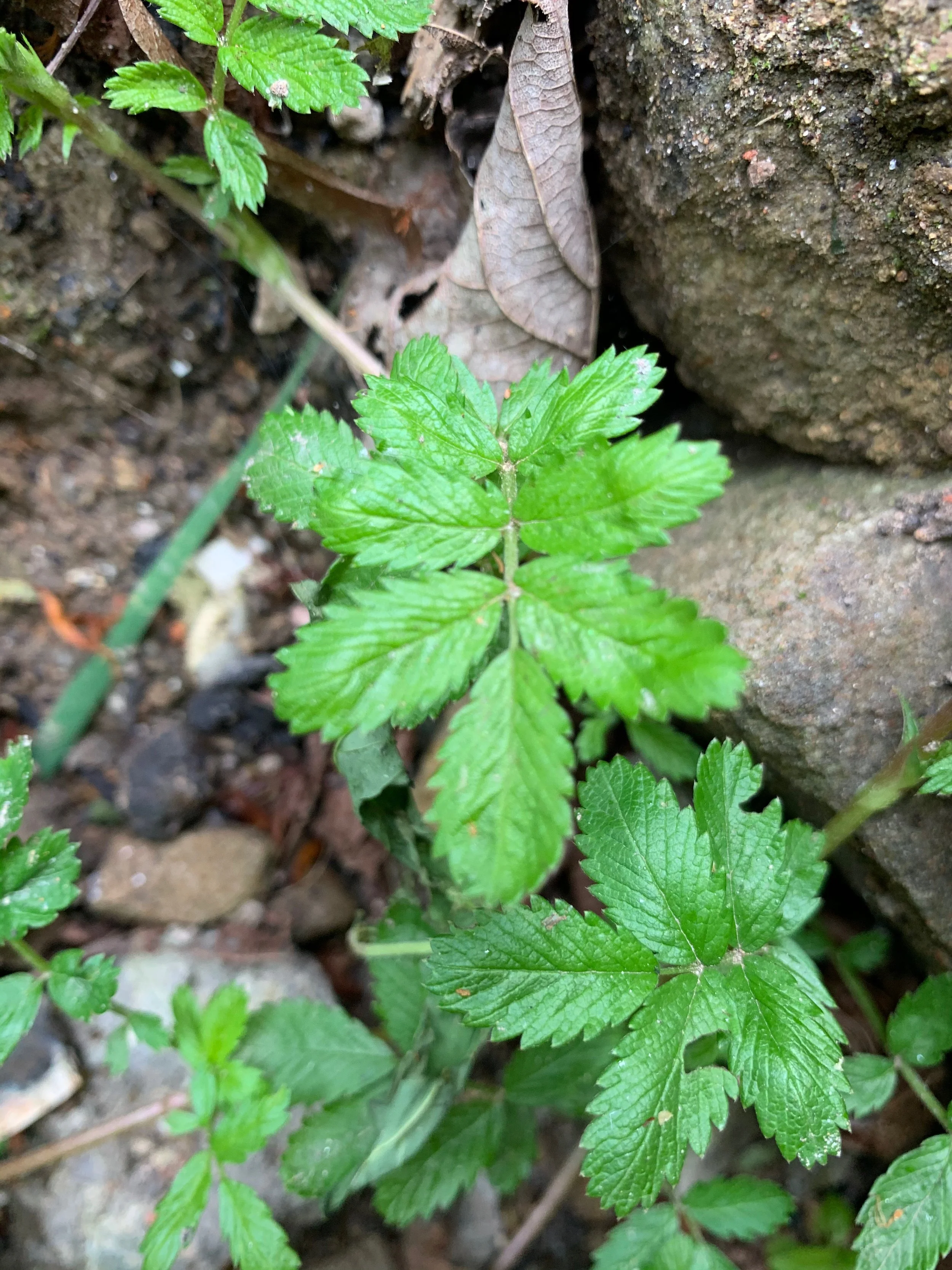   Acaena ovalifolia NS5766 11July20 PW  