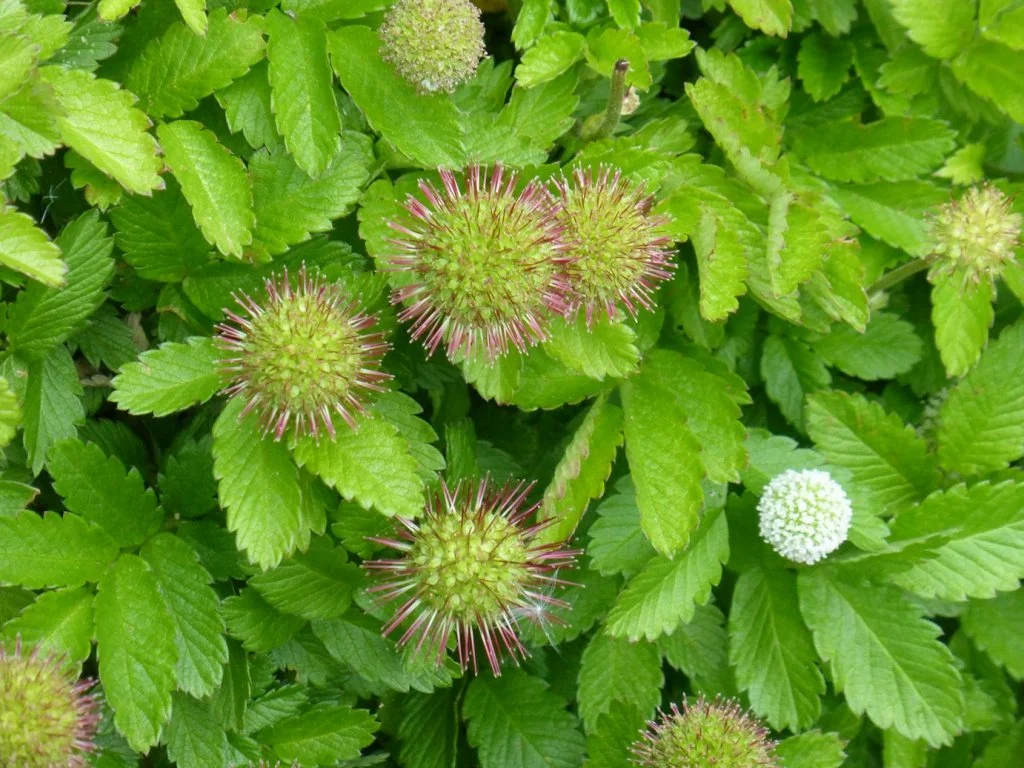  Acaena novae-zelandiae NS5568 13Jun15 PW.jpg  