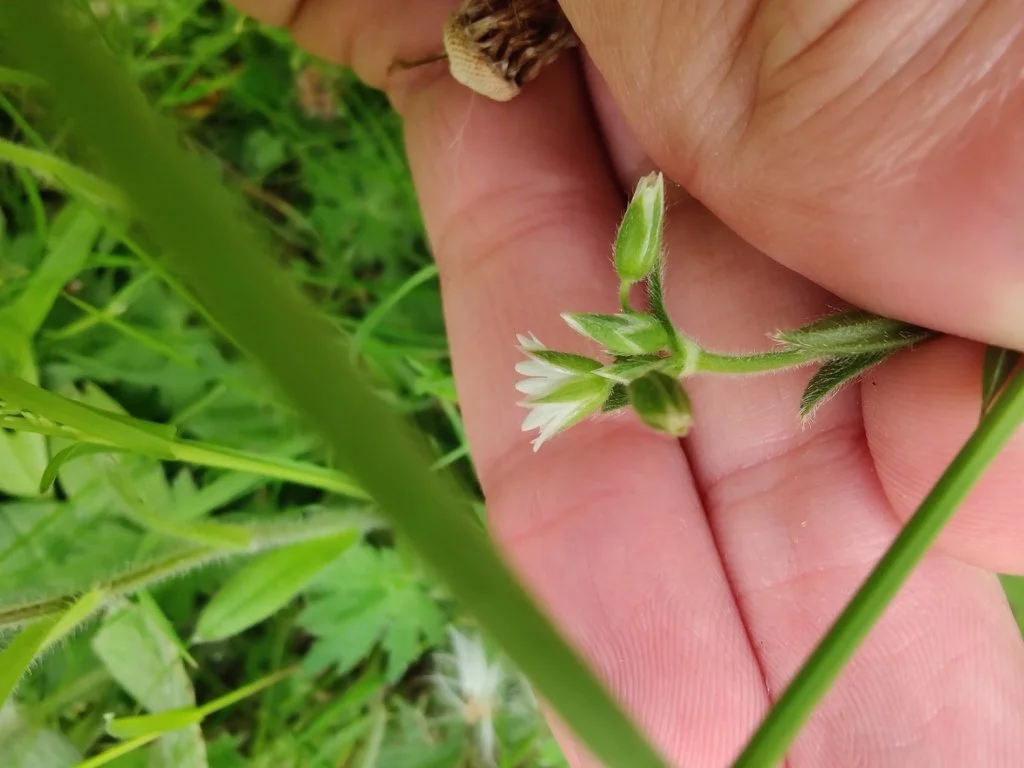  Note the bracts and the sepal edges are membranous (scarious).   Cerastium fontanum NS6255 6Jun25 CS  