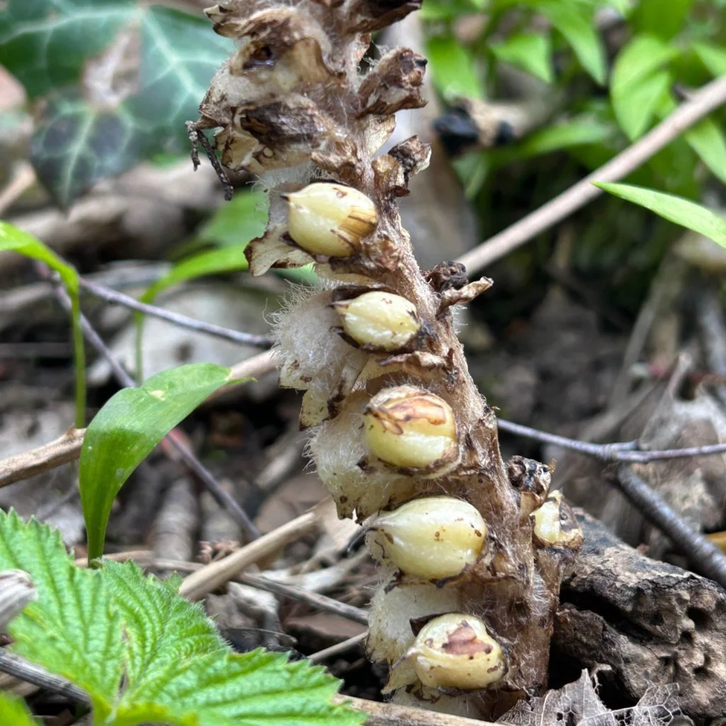  Seeds have formed.   Lathraea squamaria NS8544 22Apr26 DF  