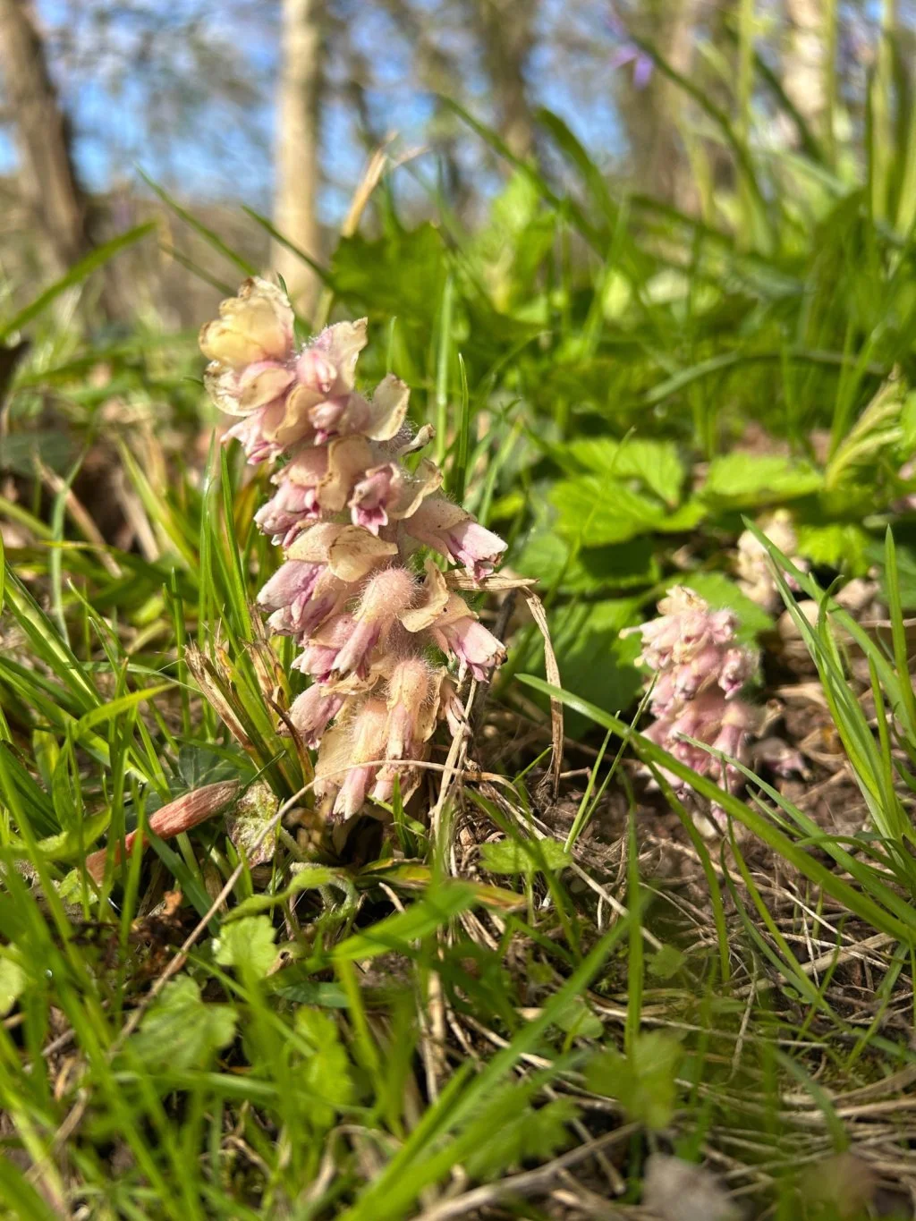   Lathraea squamaria NS8544 22Apr26 DF   