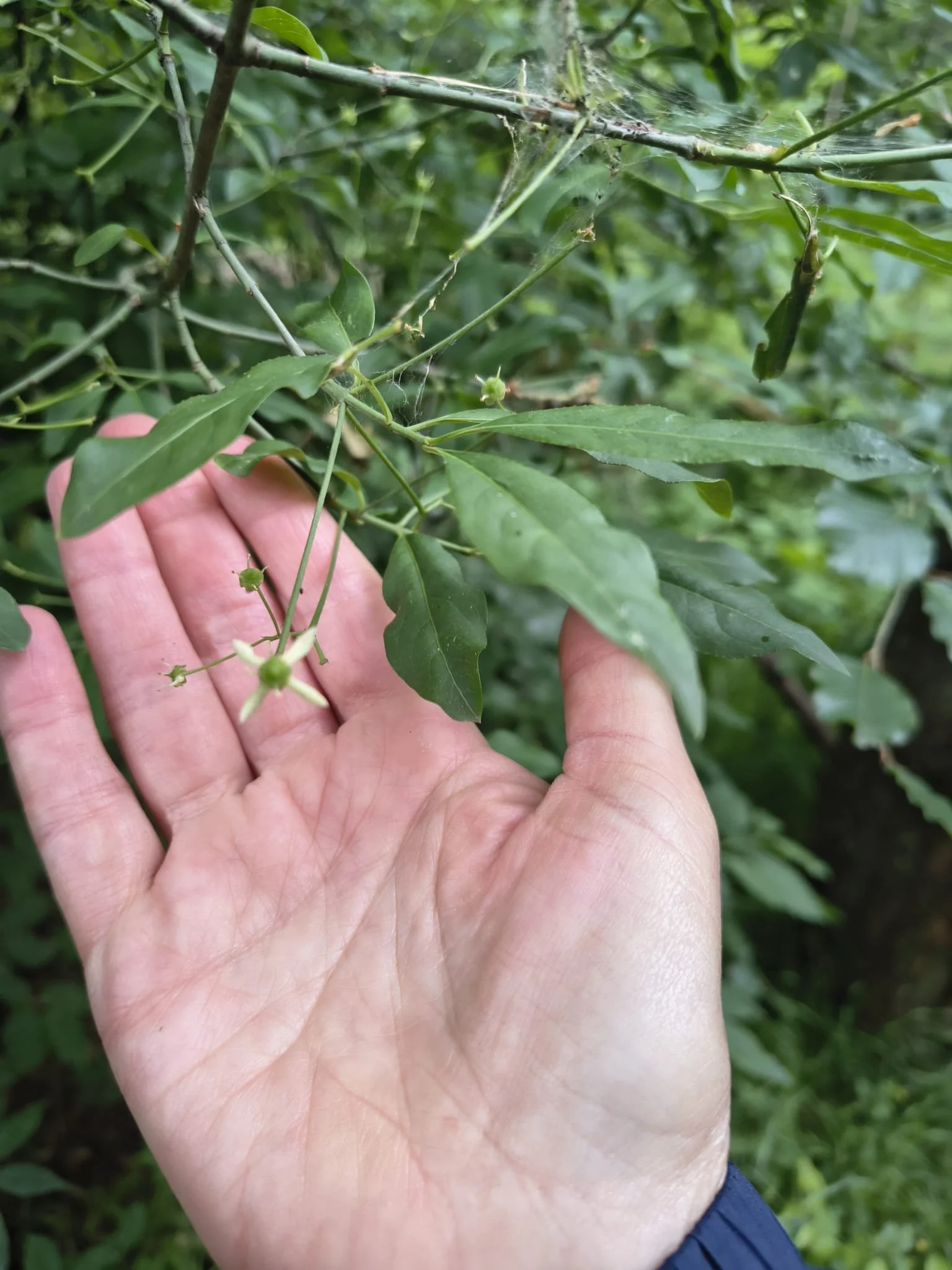 Euonymus europaeus NS7356 6June26 LD 2.jpeg