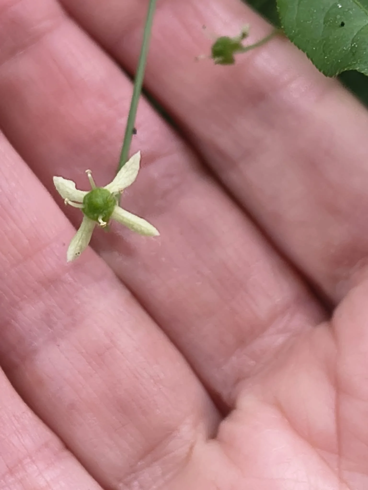   Euonymus europaeus NS7356 6June26 LD  