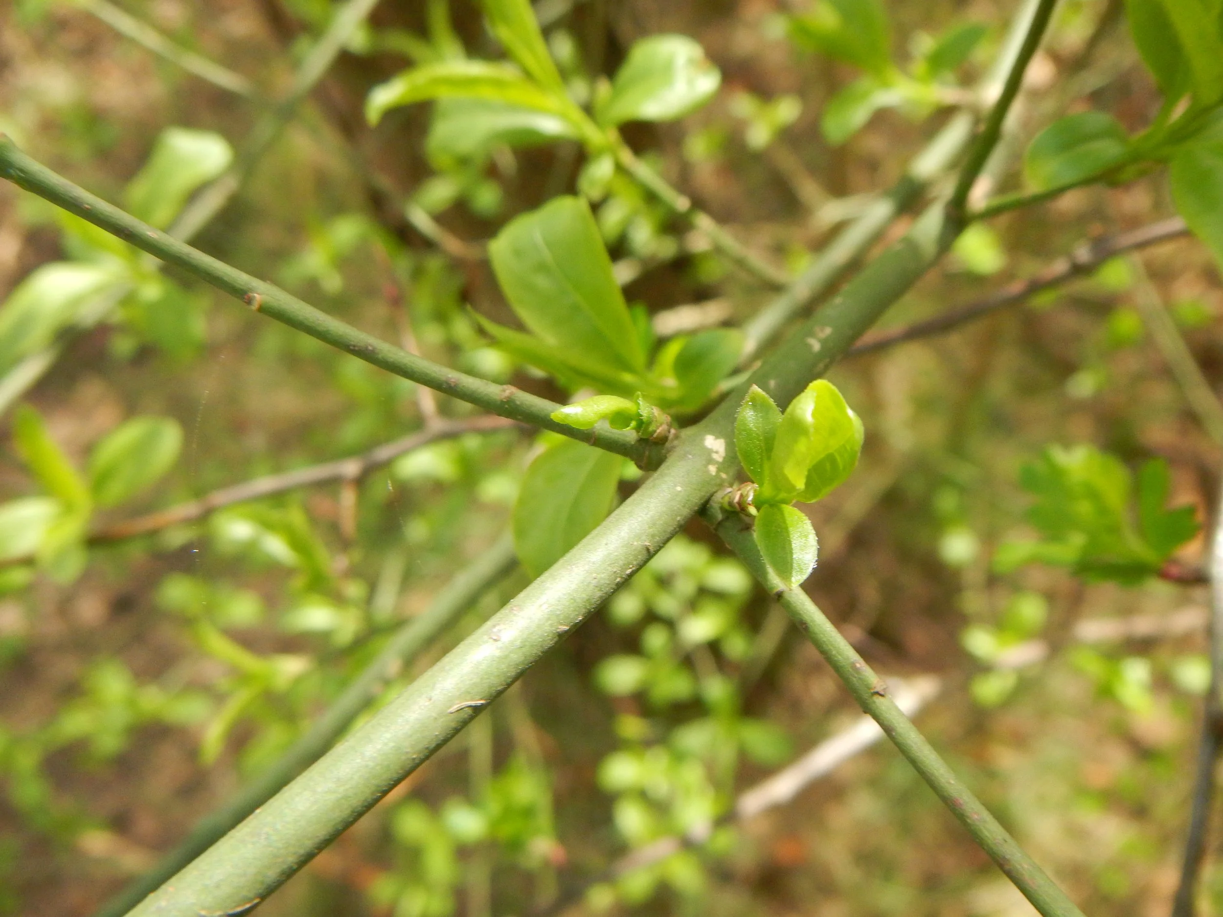  The finely toothed leaf is just visible in lowest leaf.   Euonymus europaeus NS7356 21Apr18 PW   