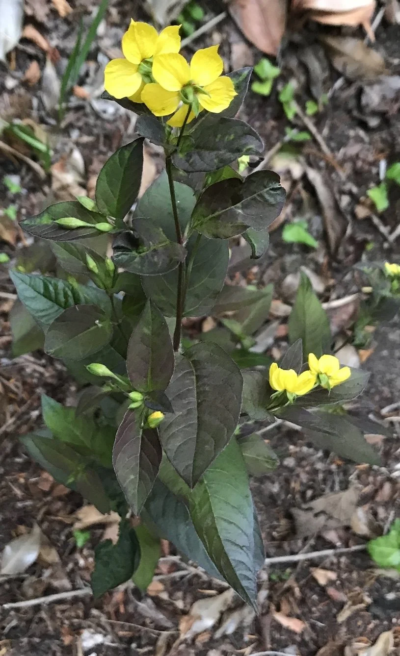   Lysimachia ciliata NS6265 14Jul25 PW  