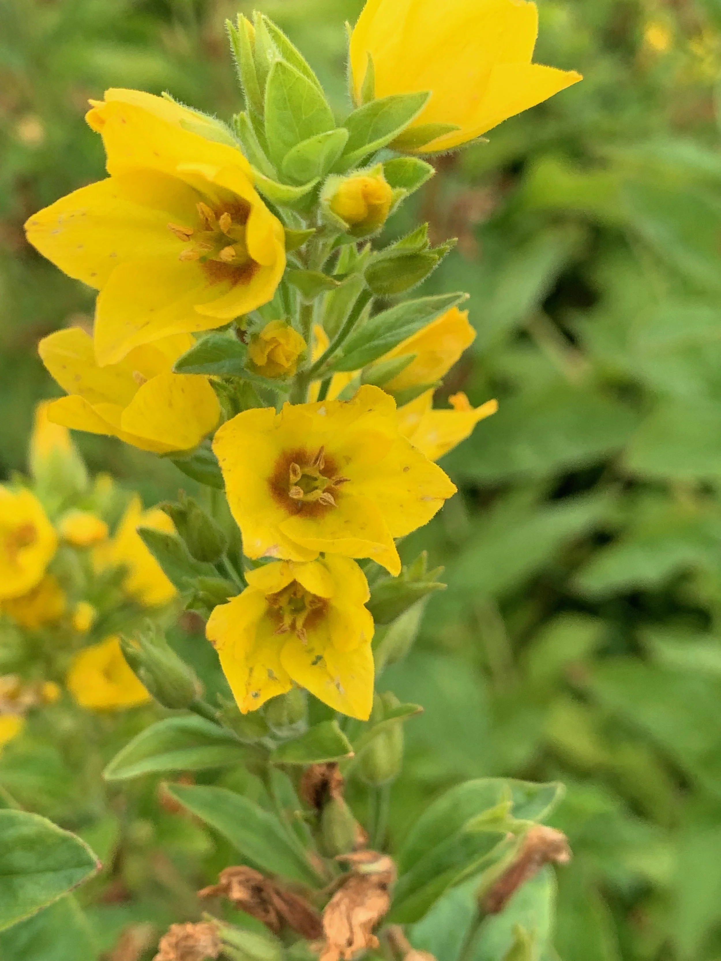  The flowers are crowded together.   Lysimachia punctata NS6058 14Aug19 PW  