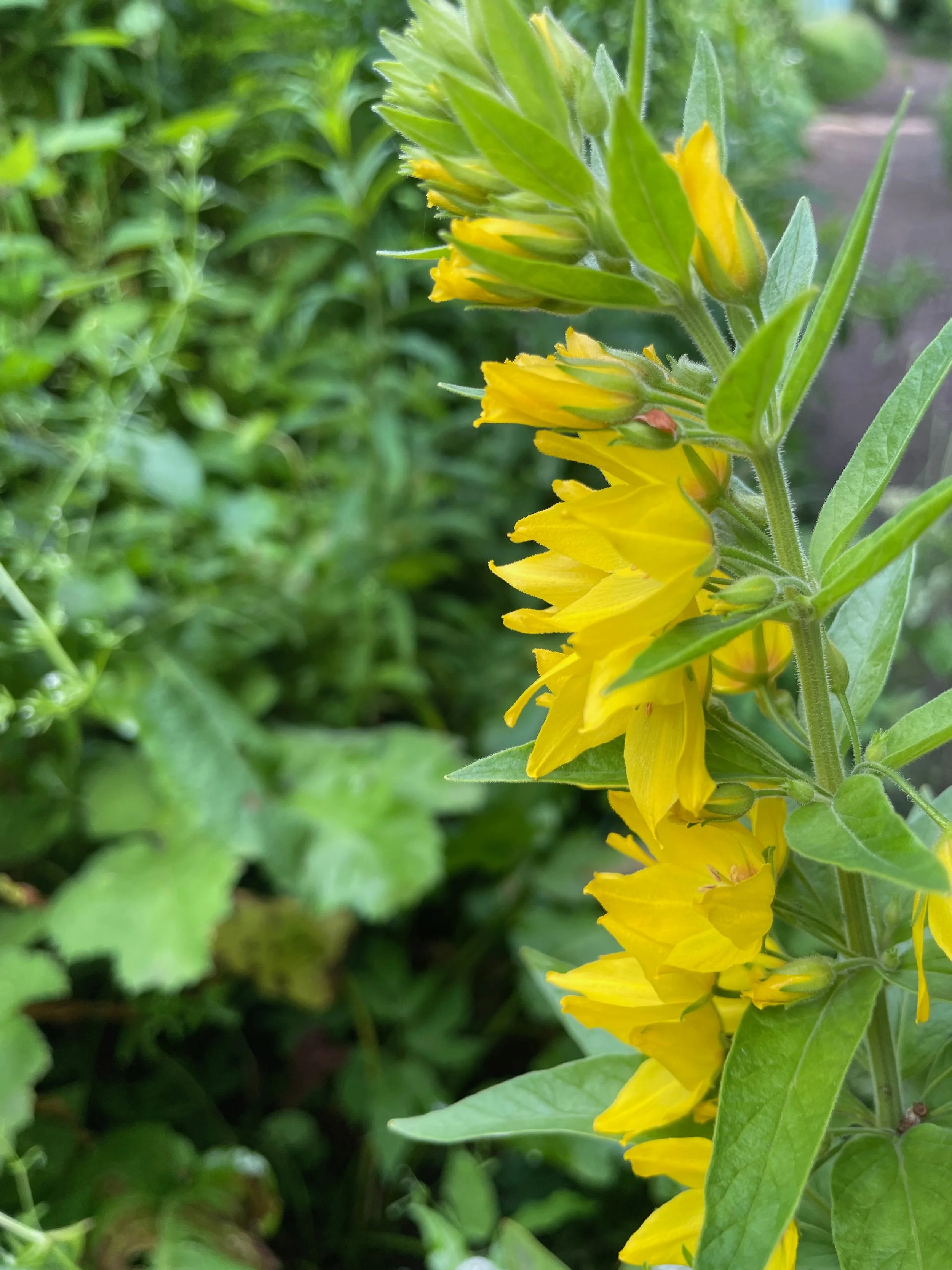  The flowers are on a short stalk (<2cm).   Lysimachia punctata NS5858 23Jun23 PW  