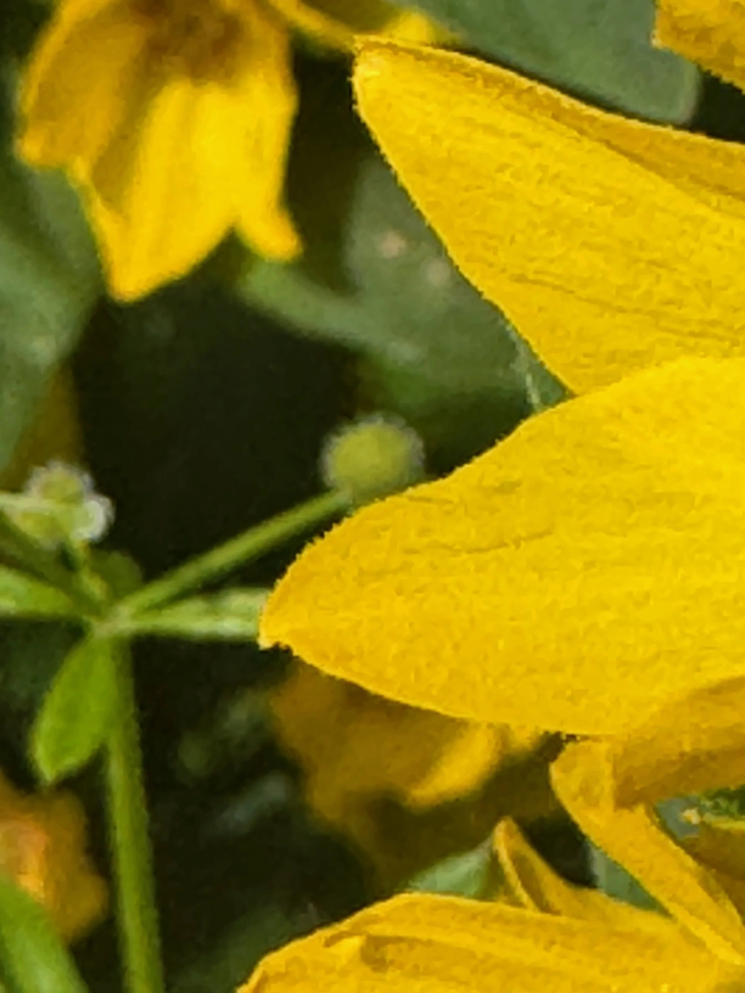  The edge of the petal has short-stalked glands,   Lysimachia punctata NS7550 5May2024 PW  