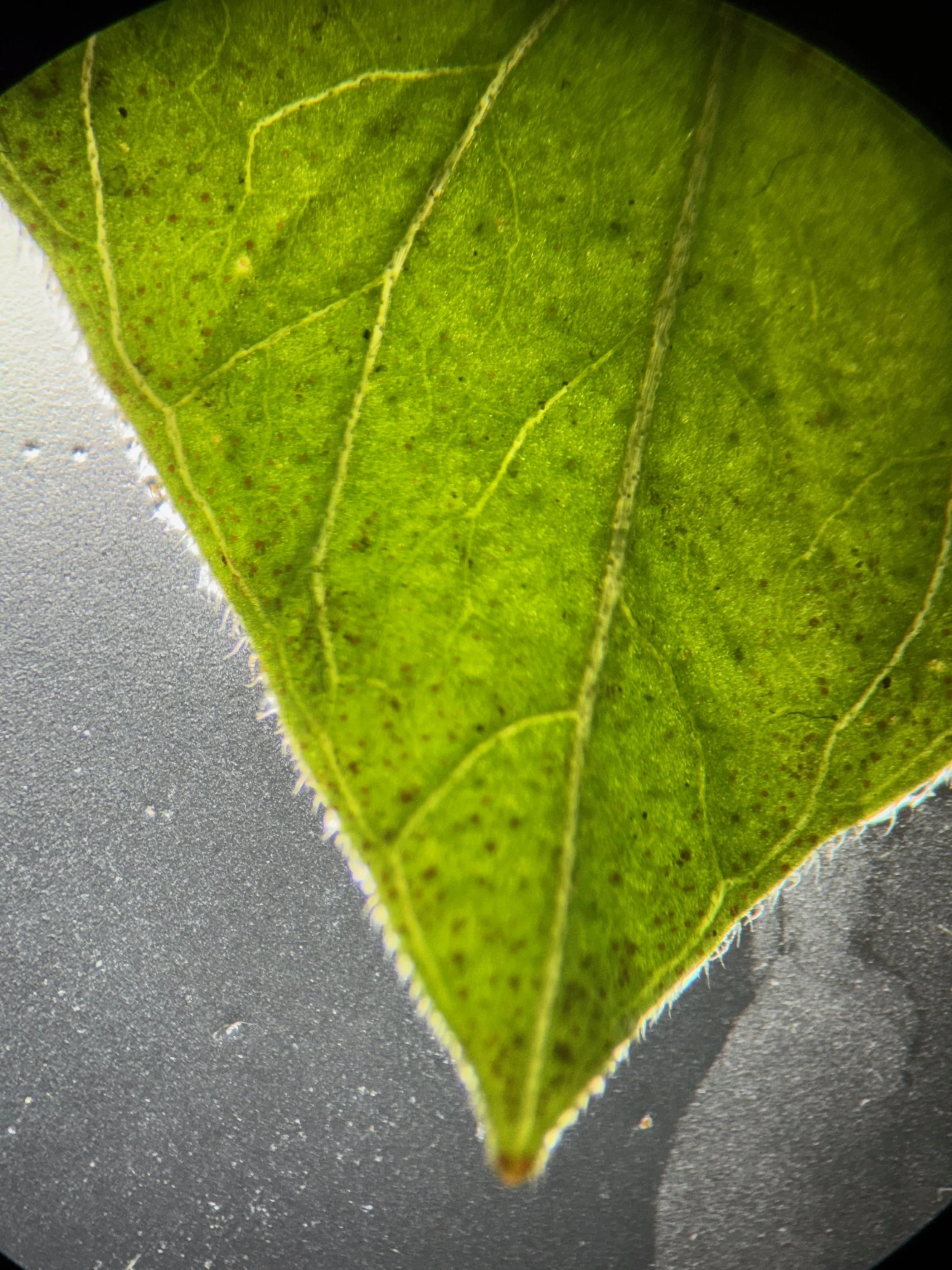  The end of the leaf has dark glands, x10 🔍.   Lysimachia punctata NS7550 5May2024 PW   