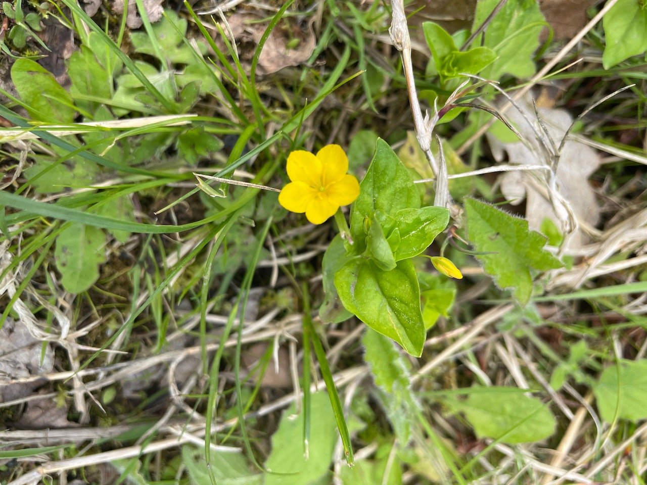   Lysimachia nemorum NS7457 14May22 PW  