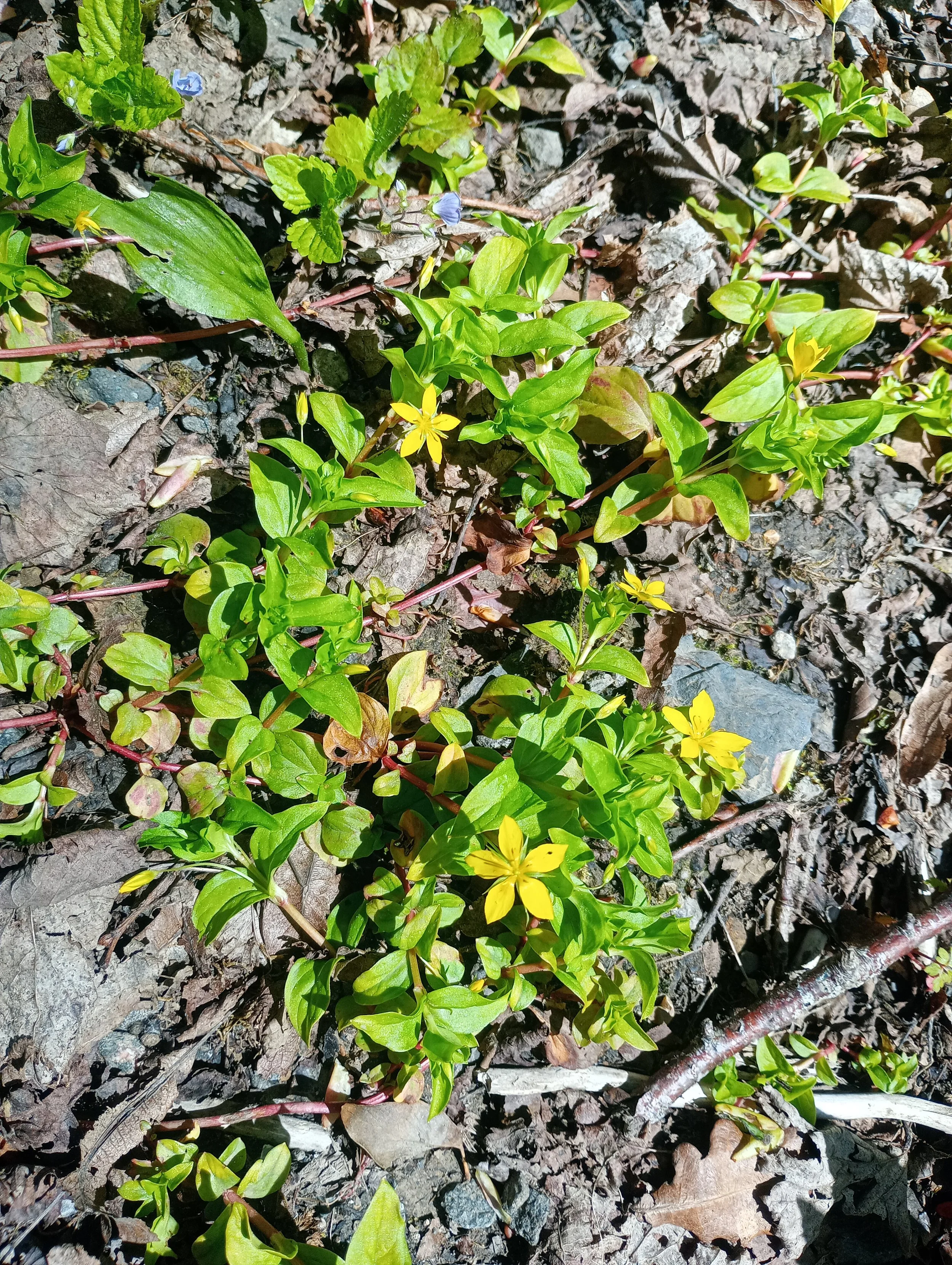   Lysimachia nemorum NS6554 10May26 JW  