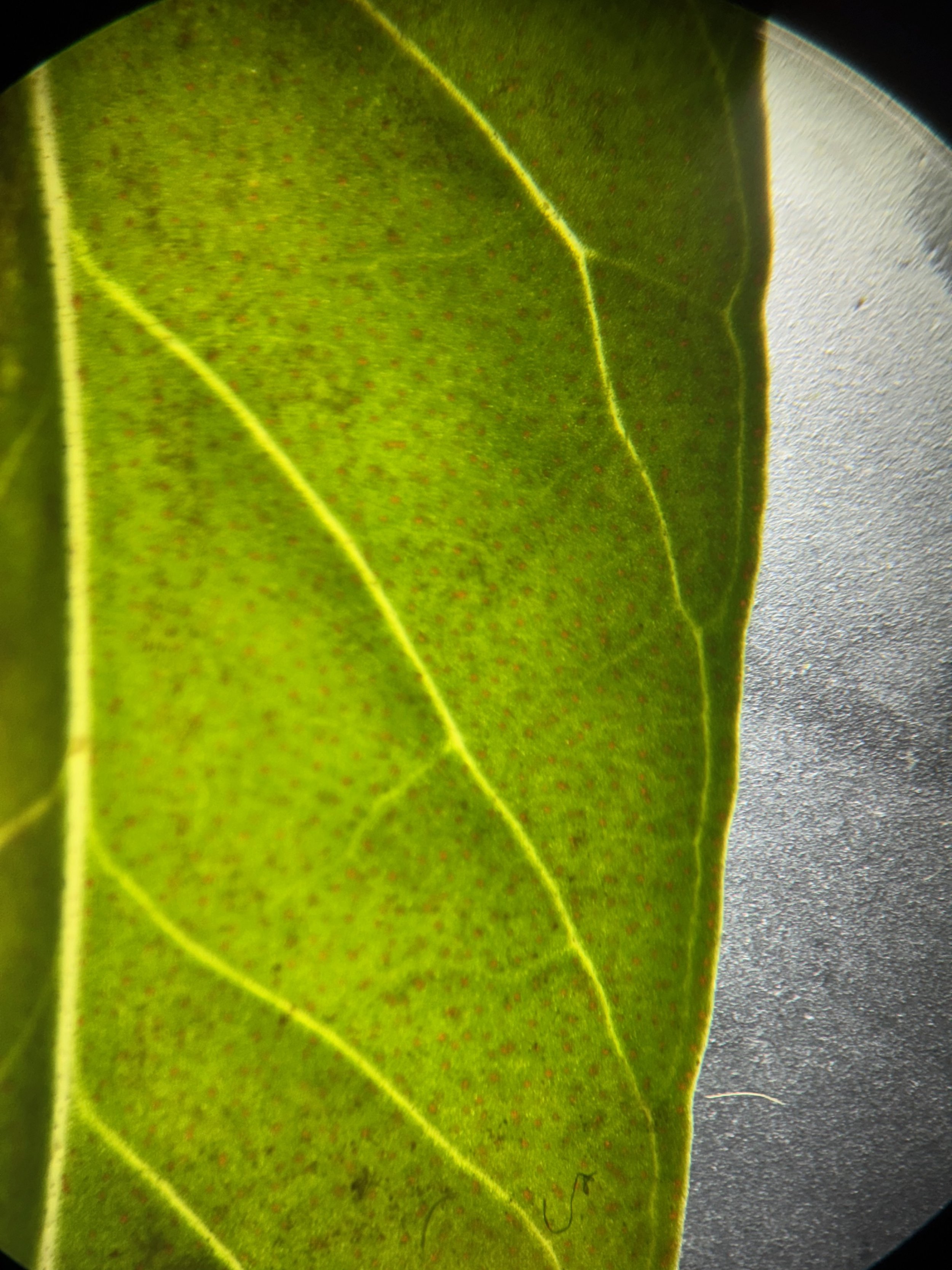  Showing the many, dark glands in the leaves x20 🔍.   Lysimachia thyrsiflora vc99 22Aug25 SC-PW  