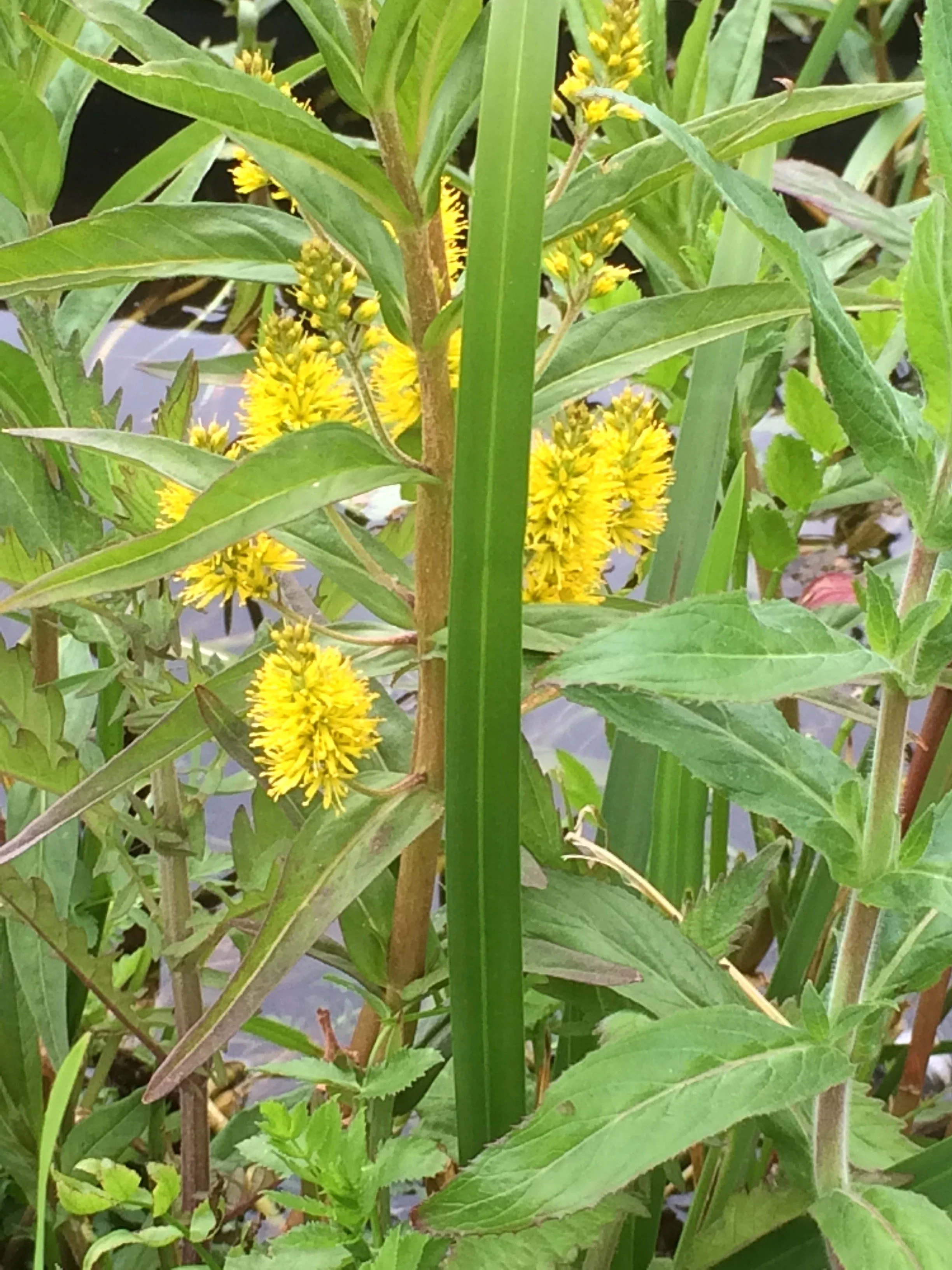   Lysimachia thyrsiflora NS5869 20Jun15 PW  - 3  
