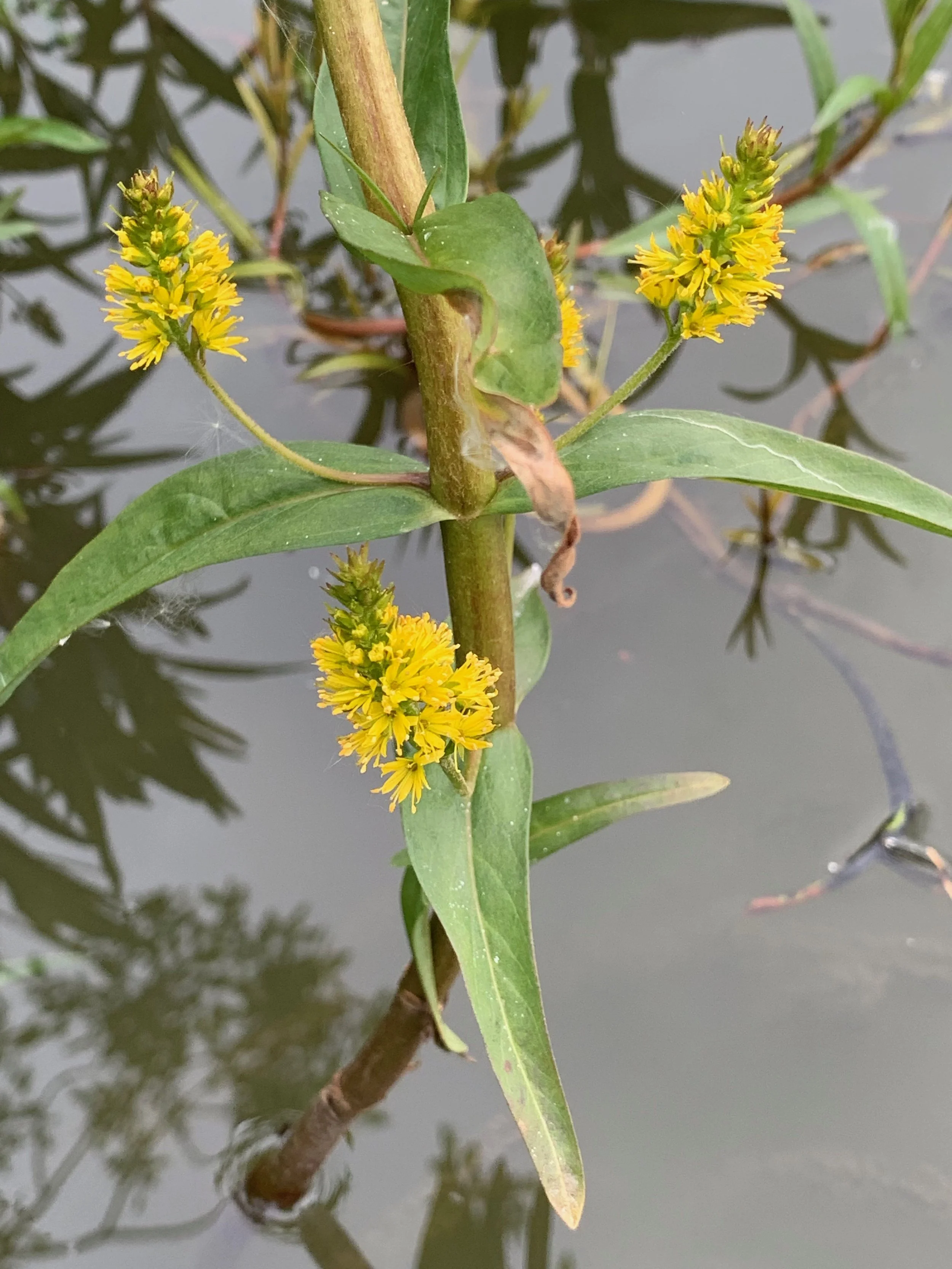   Lysimachia thyrsiflora NS7471 08Jun19  PW  