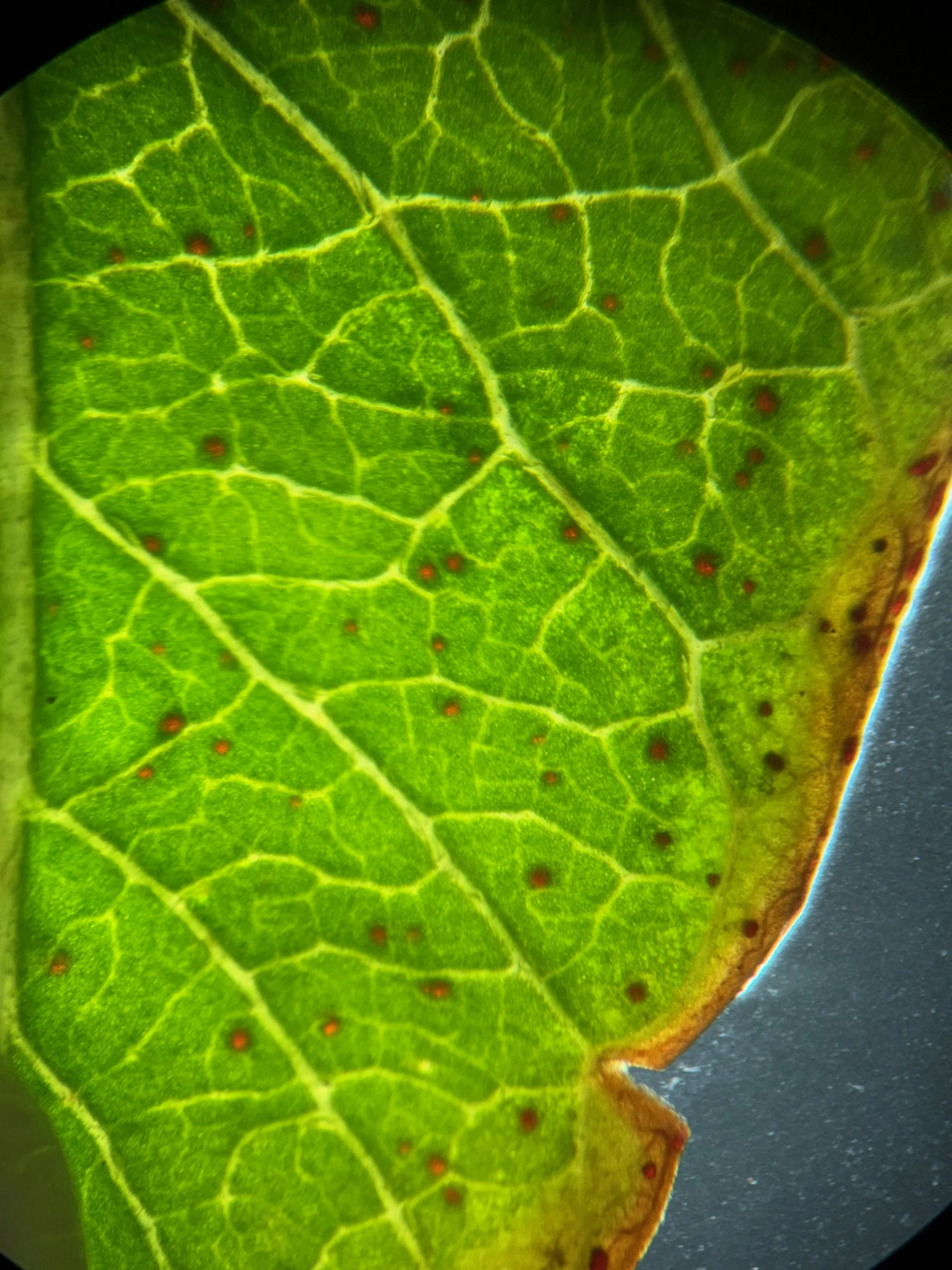  The whole leaf has dark glands, x10 🔍.   Lysimachia vulgaris vc99 22Aug25 SC-PW  