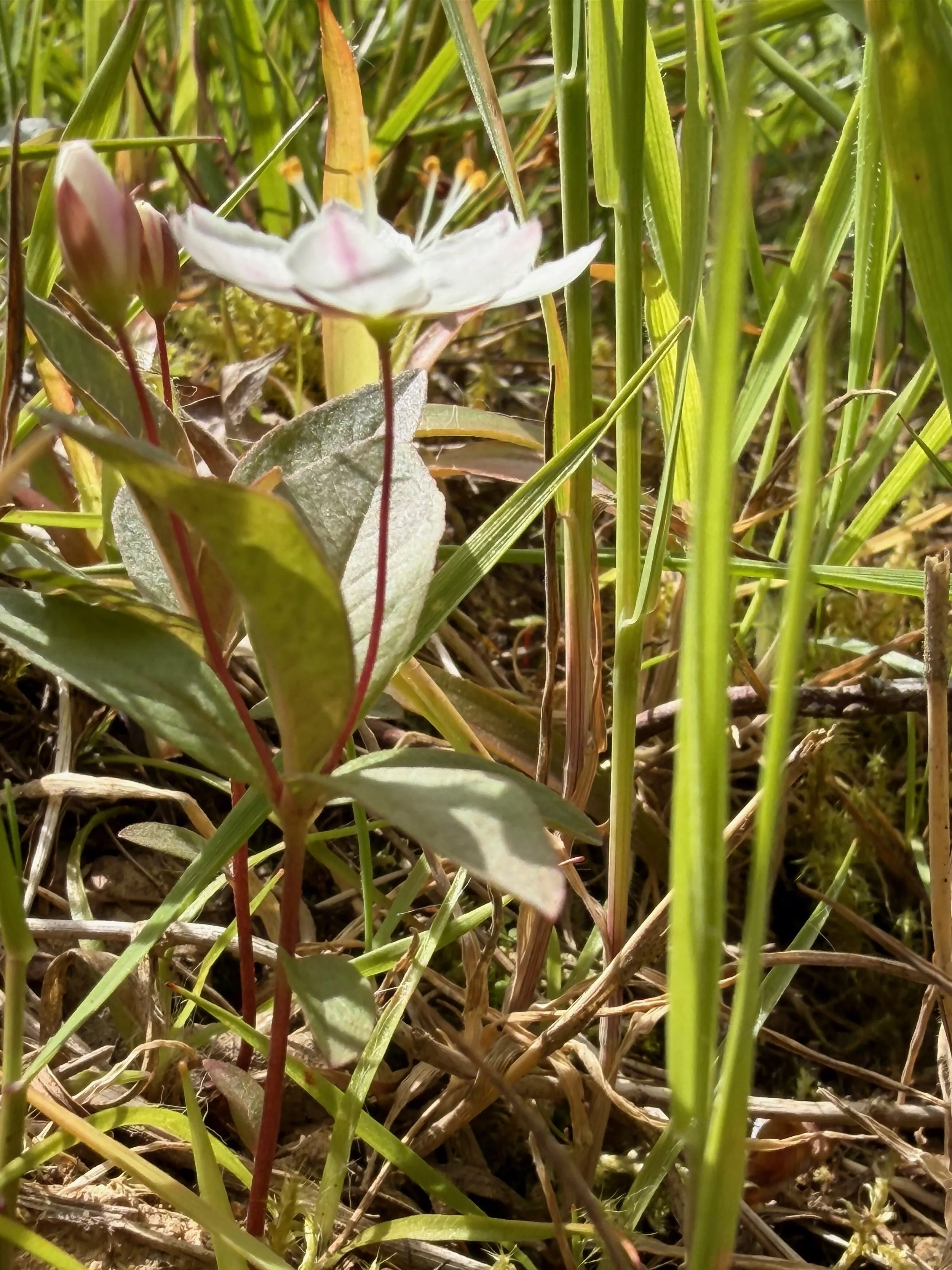   Lysimachia europaea NT1044 15June26 PW   