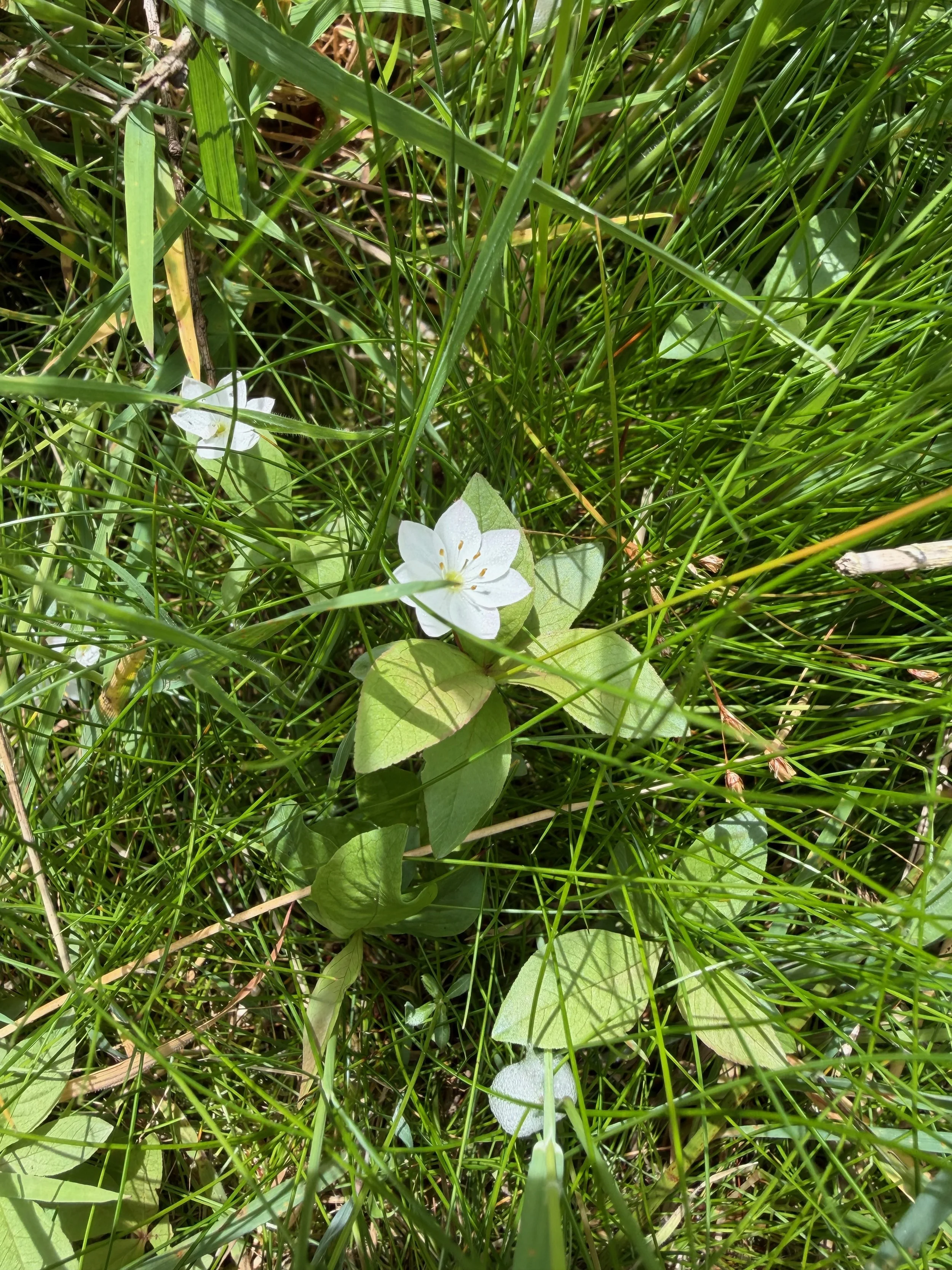   Lysimachia europaea NT1044 15June26 PW   