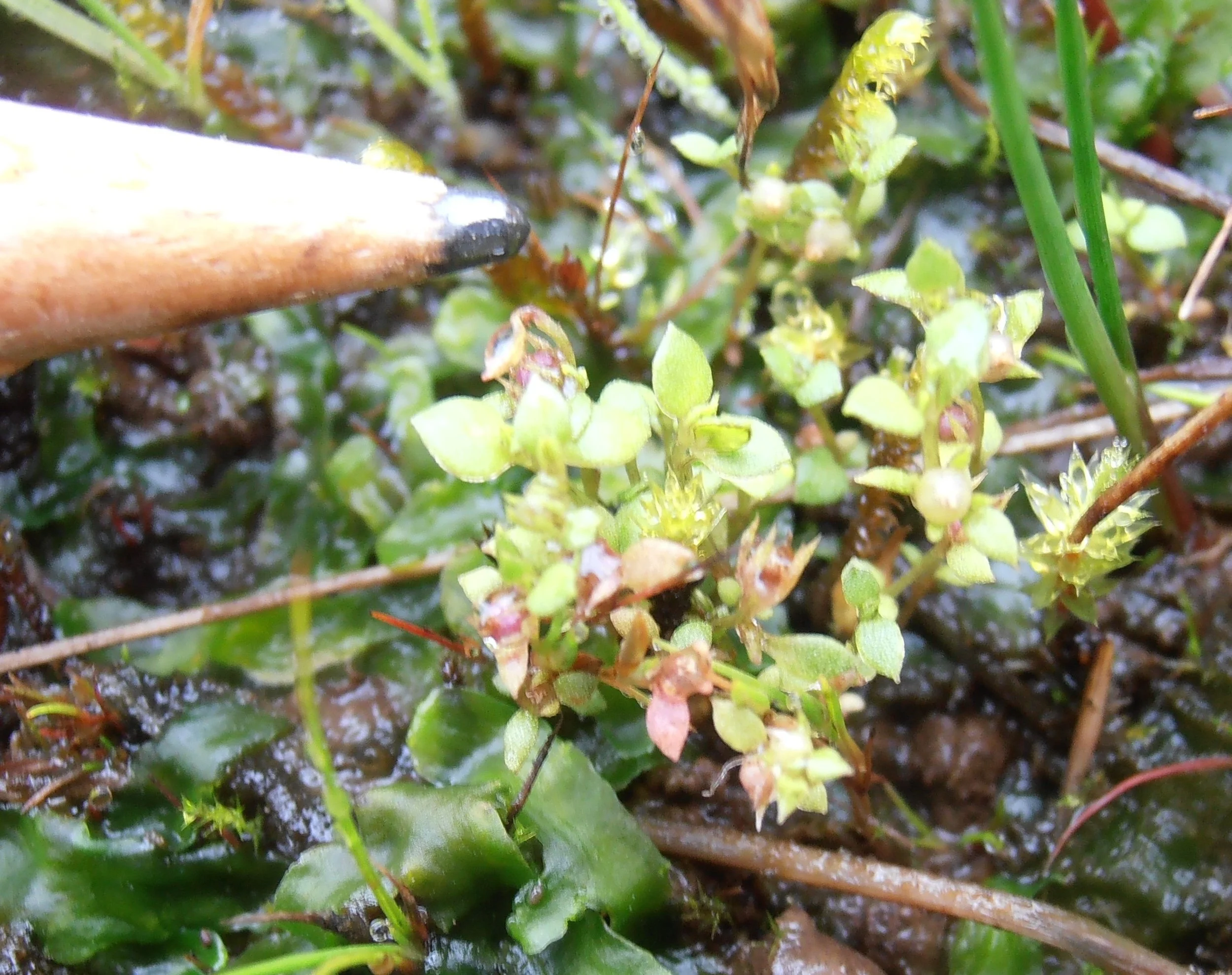  To give an ideal of the scale, showing the fruits.   Lysimachia minima NS2168 vc76 27Jul21 AH  