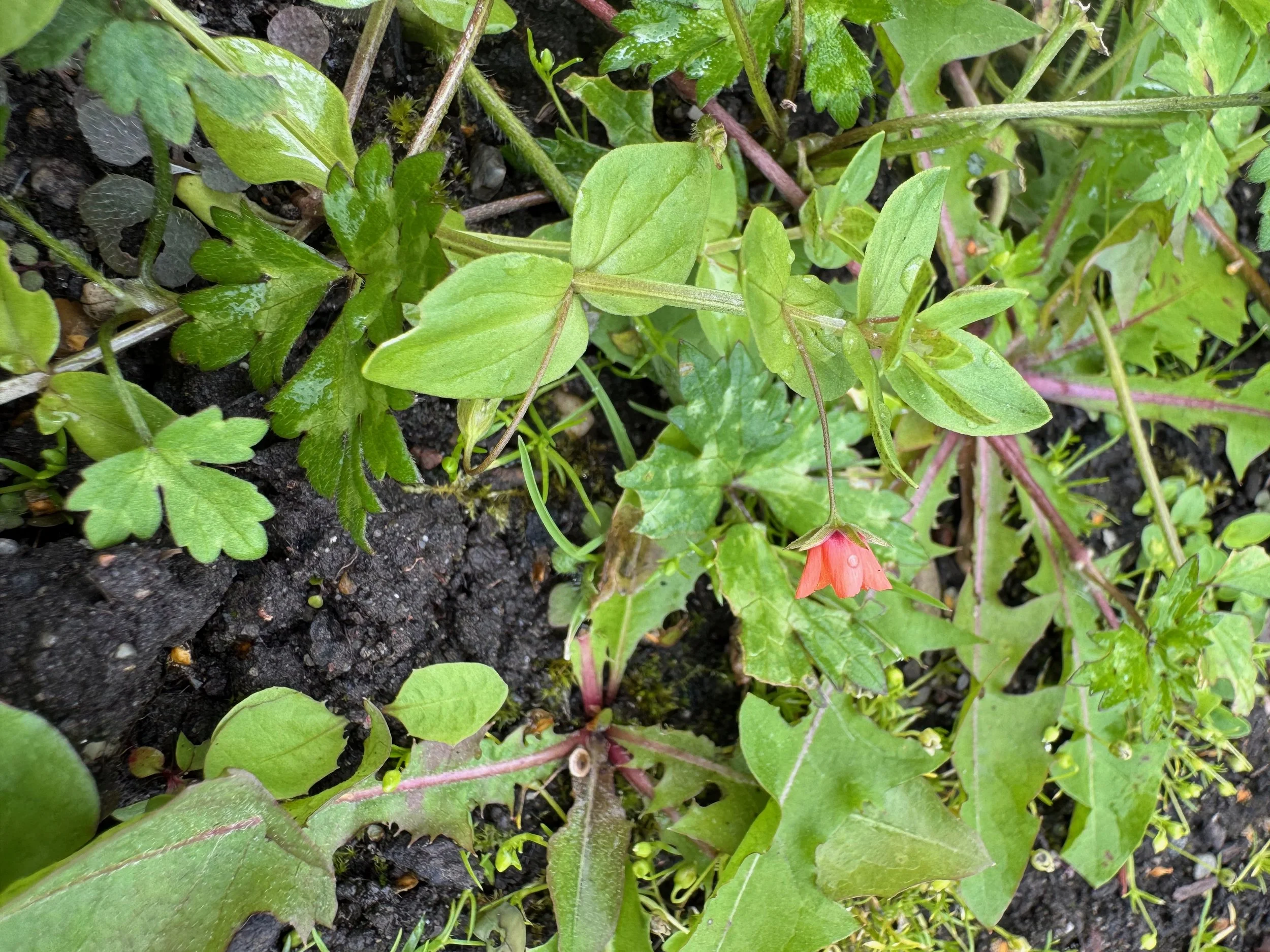   Lysimachia arvensis NS7365 5Aug25 PW  