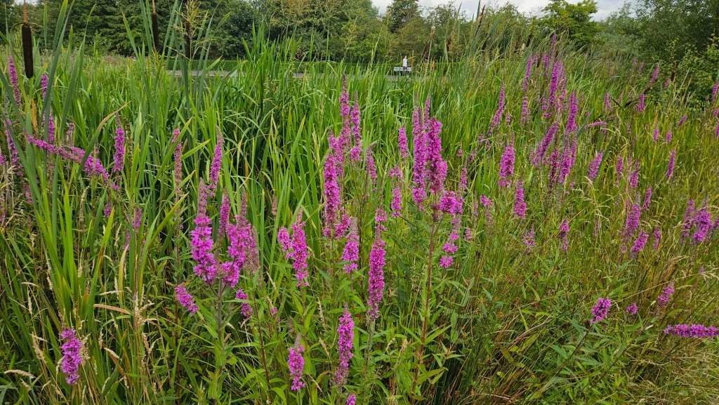  Lythrum salicaria NS6168 6Aug24 SPFM  