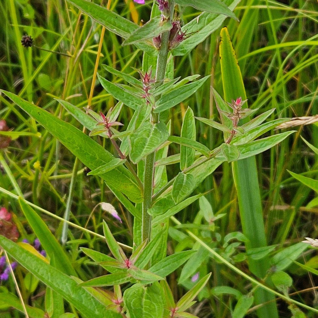   Lythrum salicaria NS6168 6Aug24 SPFM  