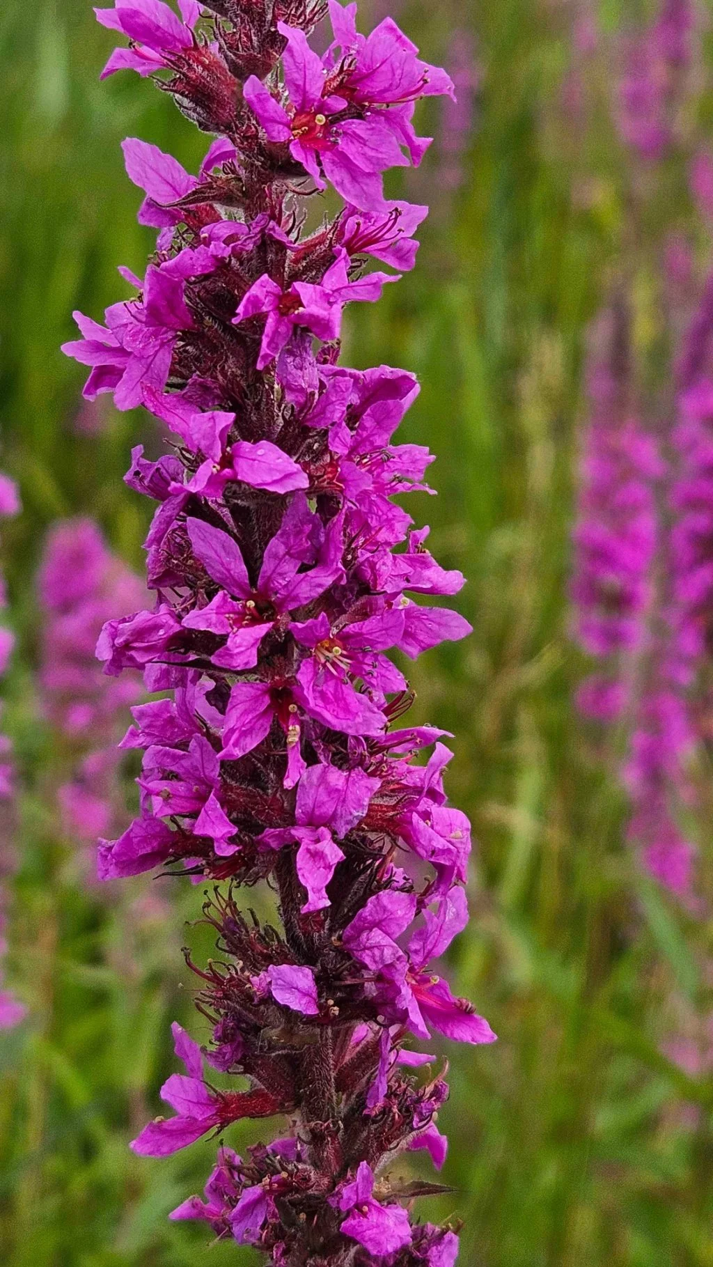   Lythrum salicaria NS6168 6Aug24 SPFM  