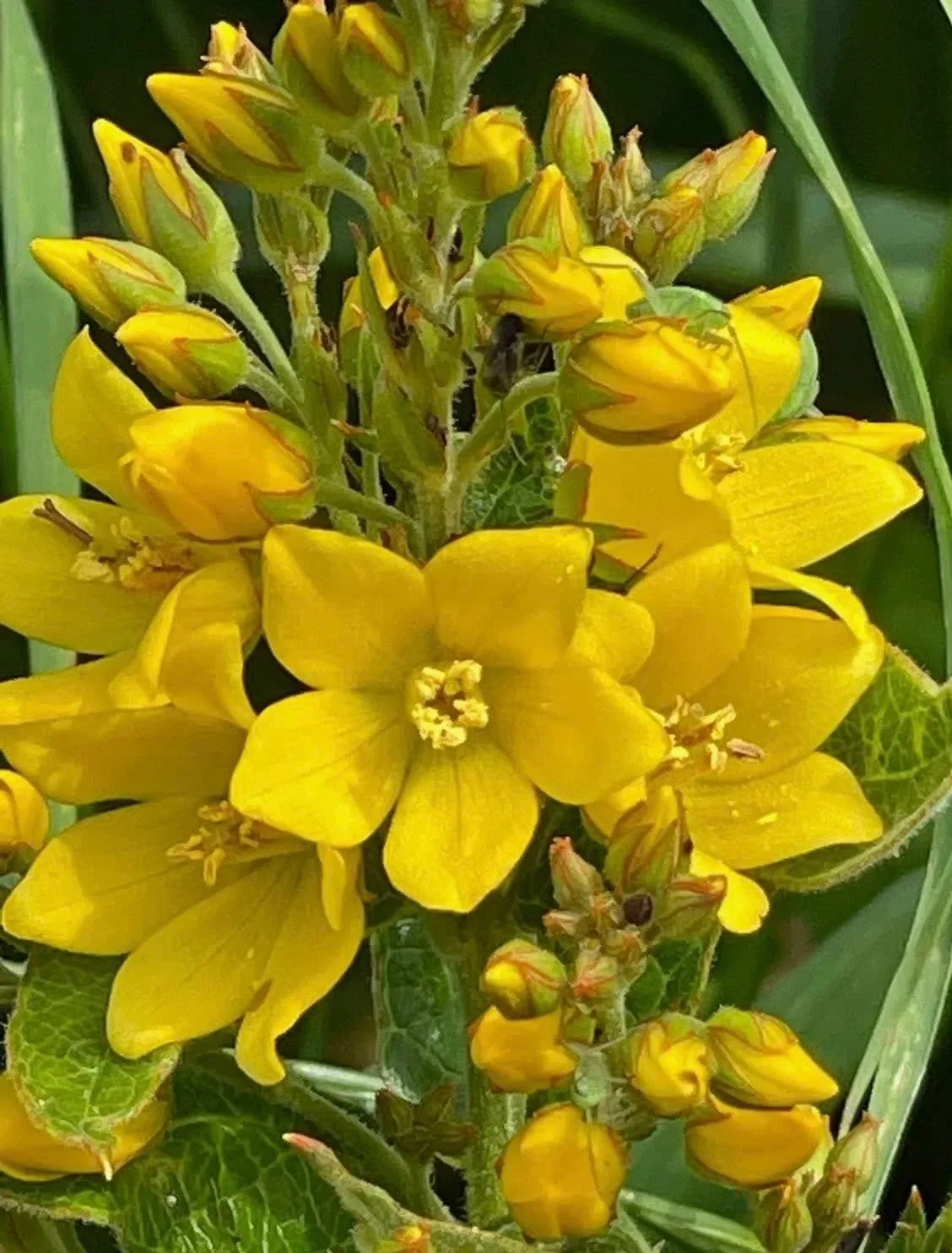  This shows the conspicuous orange margin on the calyx teeth.   Lysimachia vulgaris NS7066 07Jul18 PW  