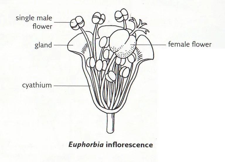  Euphorbia flower structure.   Collins Wild Flower Guide  , Streeter, D. et al,  Harper Colins , (London) 2018  