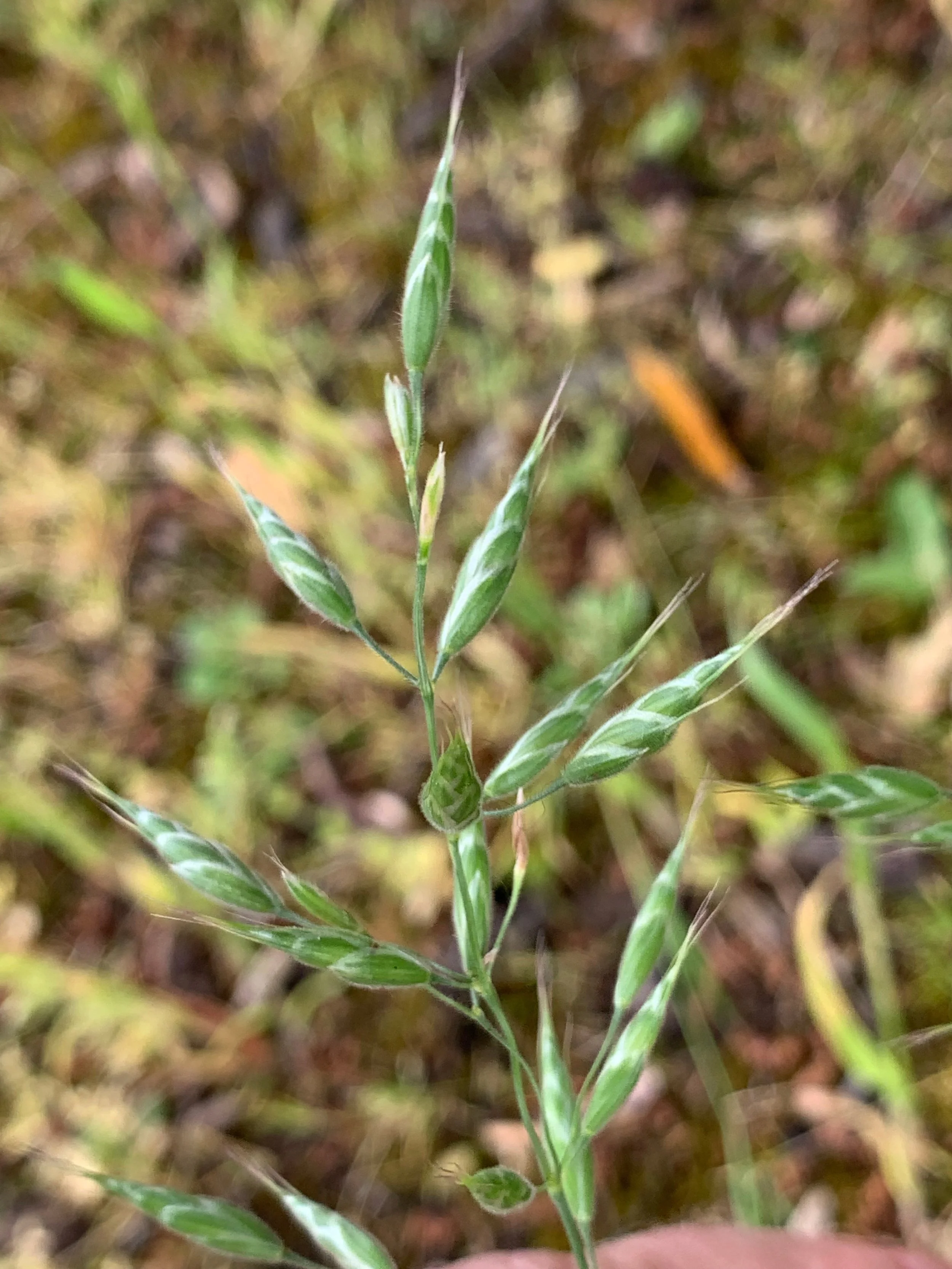   Bromus hordeaceus NS6666 28May19 PW  
