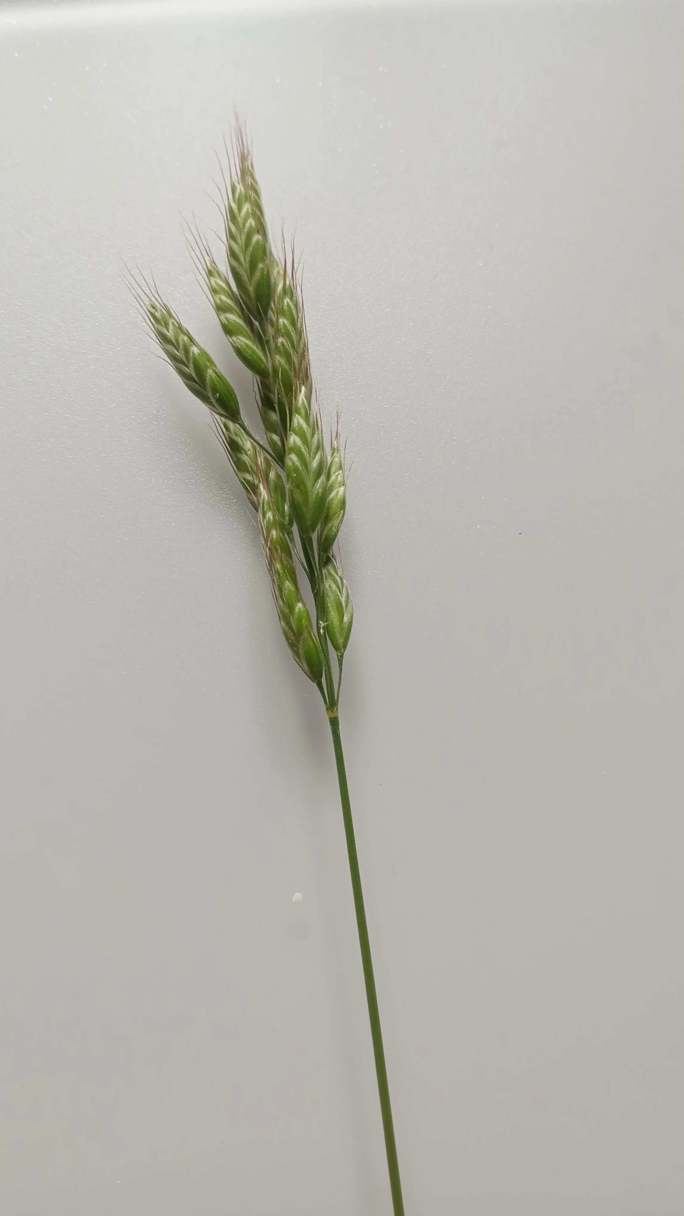  Bromus hordeaceus NS6555 12Jun26 JR  