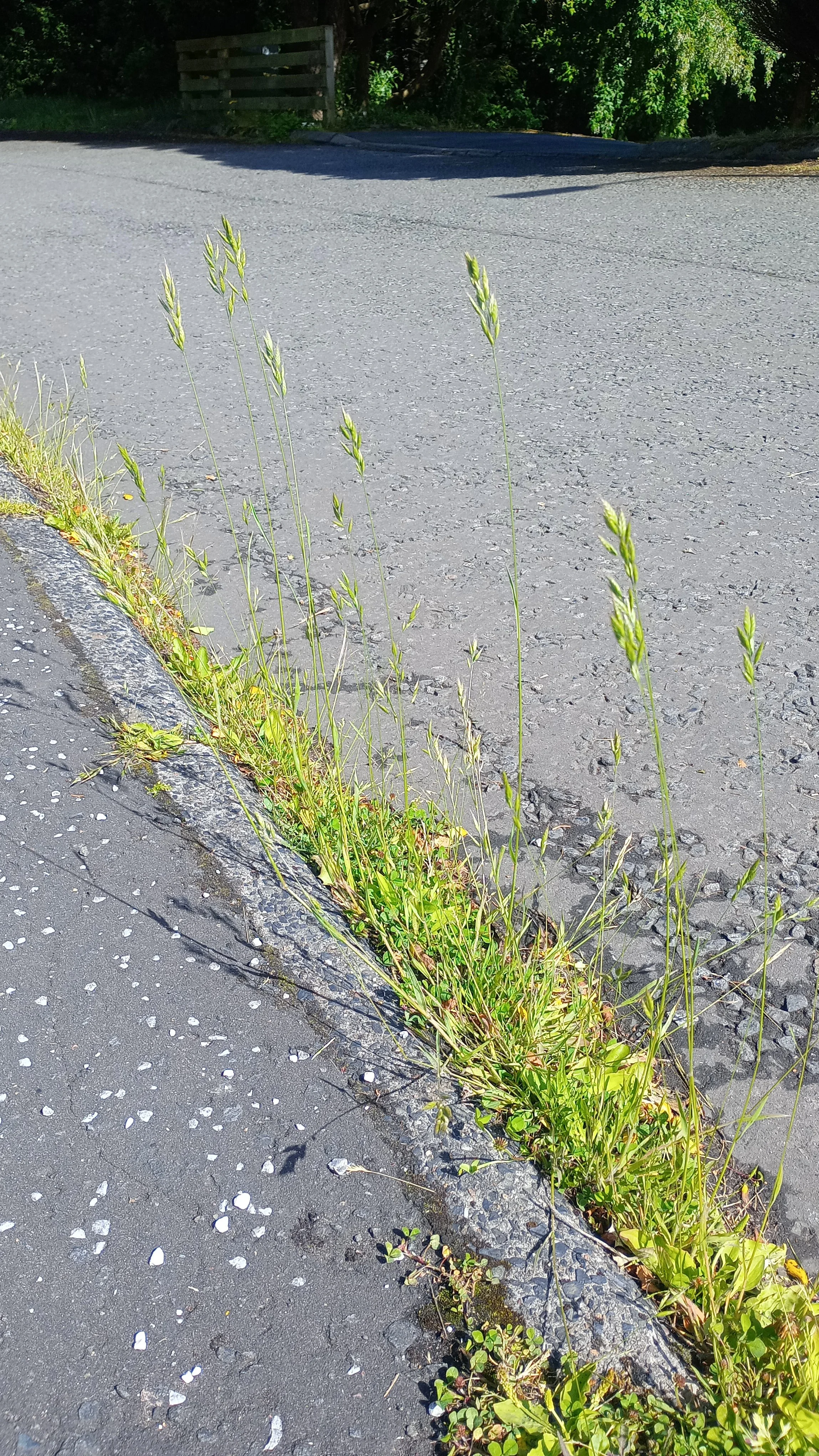  A very typical site for this grass.   Bromus hordeaceus NS6555 12Jun26 JR  