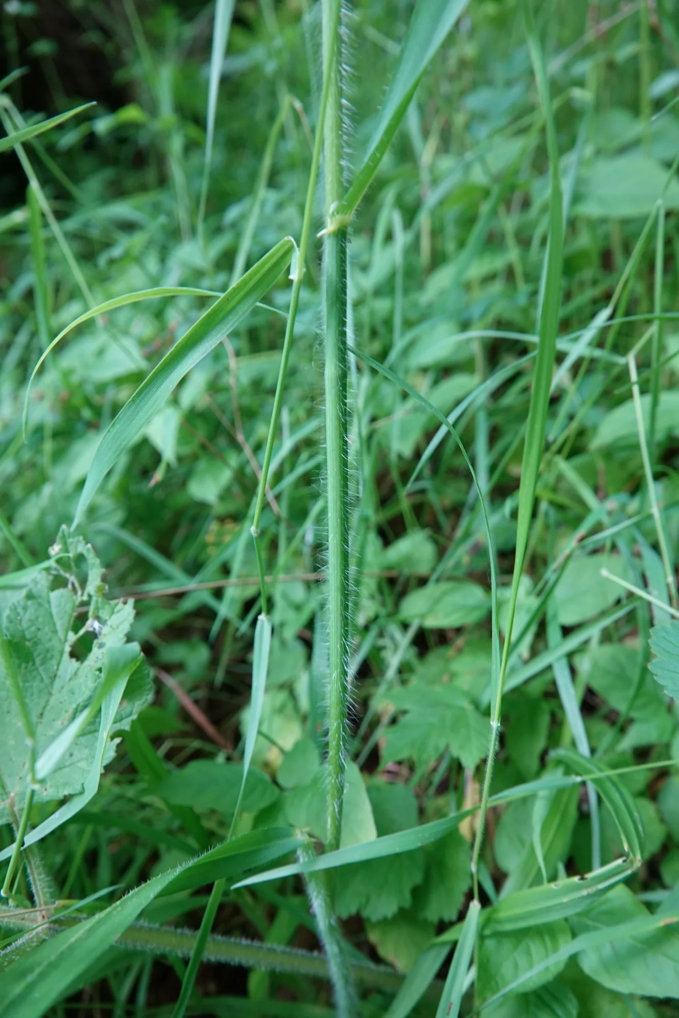  Showing the hairy sheath with the auricles (ears) where the leaf blade starts.   Bromopsis ramosa NS6554 18Jun26 JR  