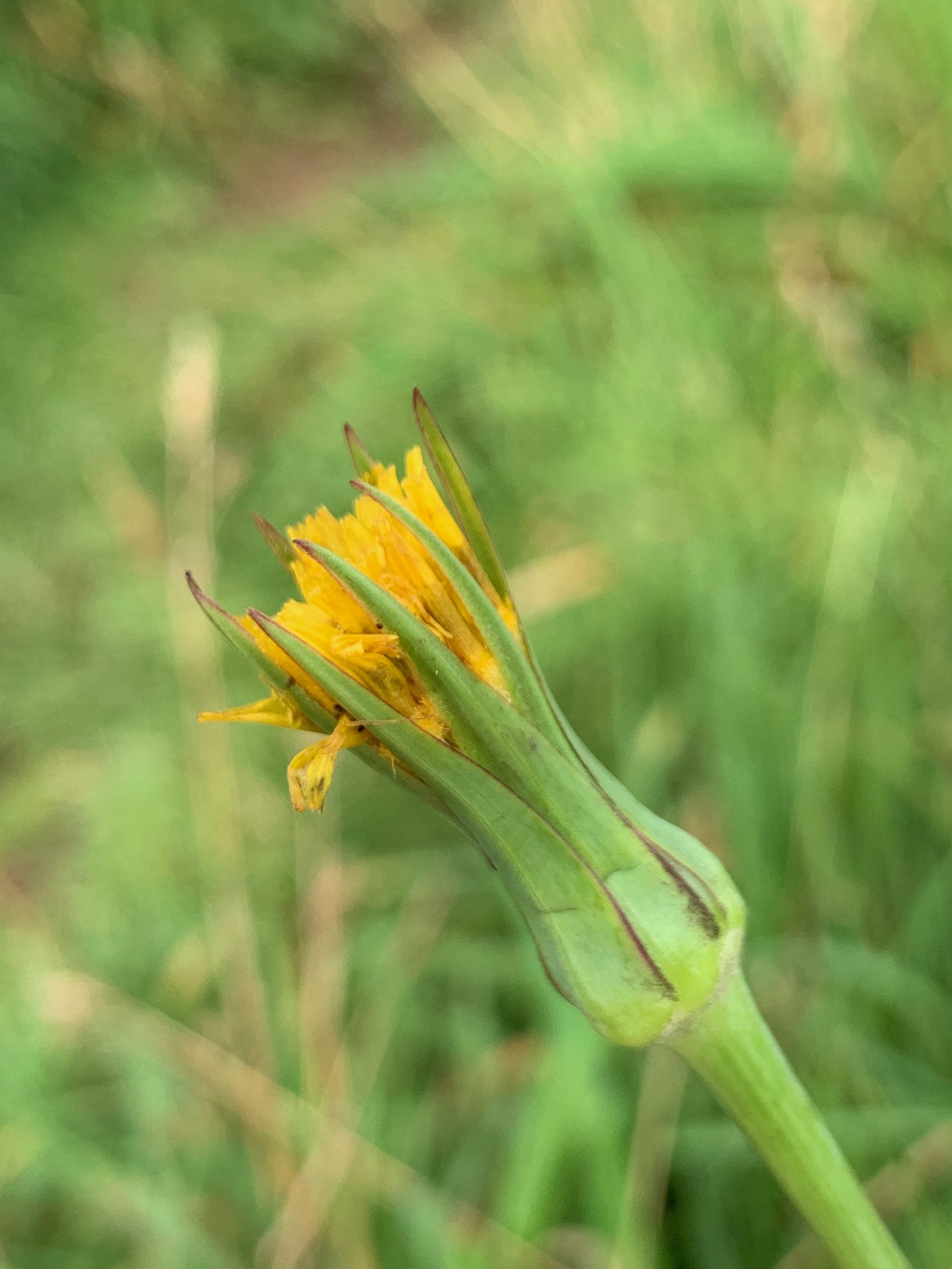   Tragopogon pratensis subsp. pratensis 10Aug19 PW  