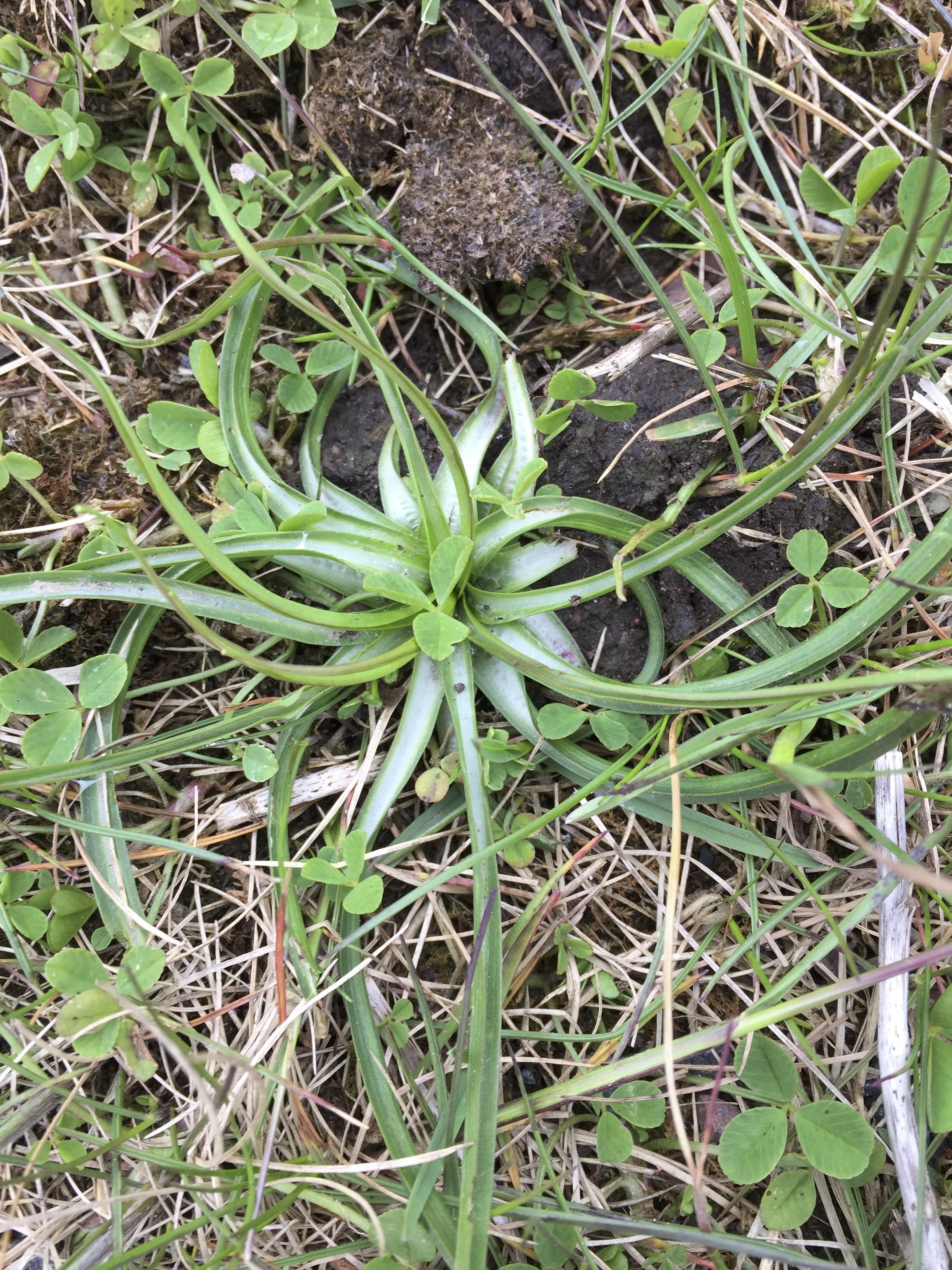   Tragopogon pratensis NT0056 05May18 MP  
