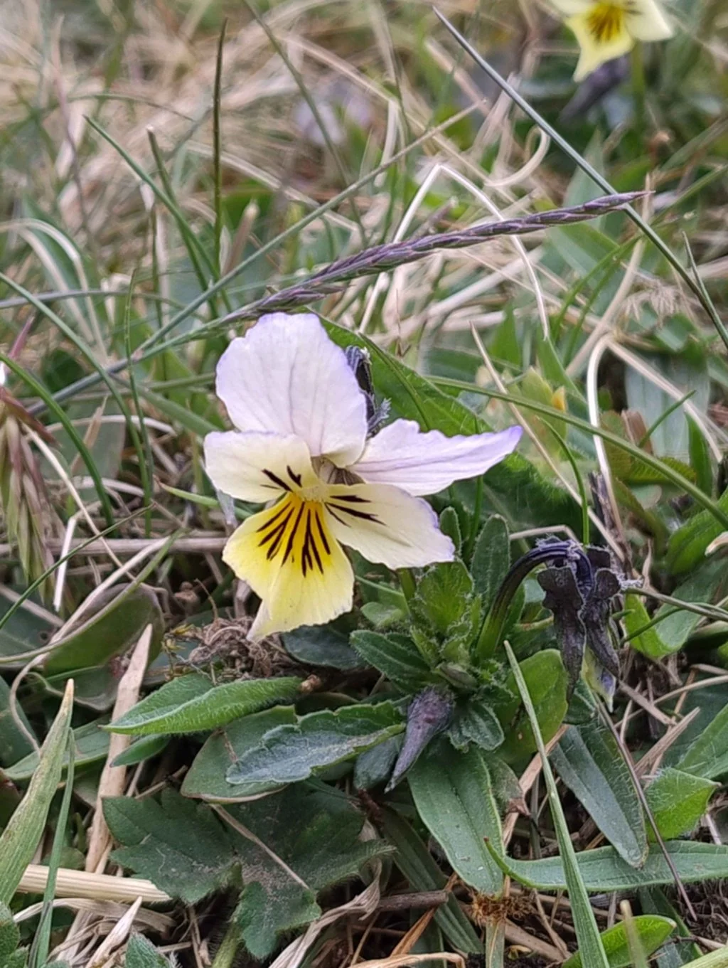   Viola tricolor NS8814 15May26 PT  