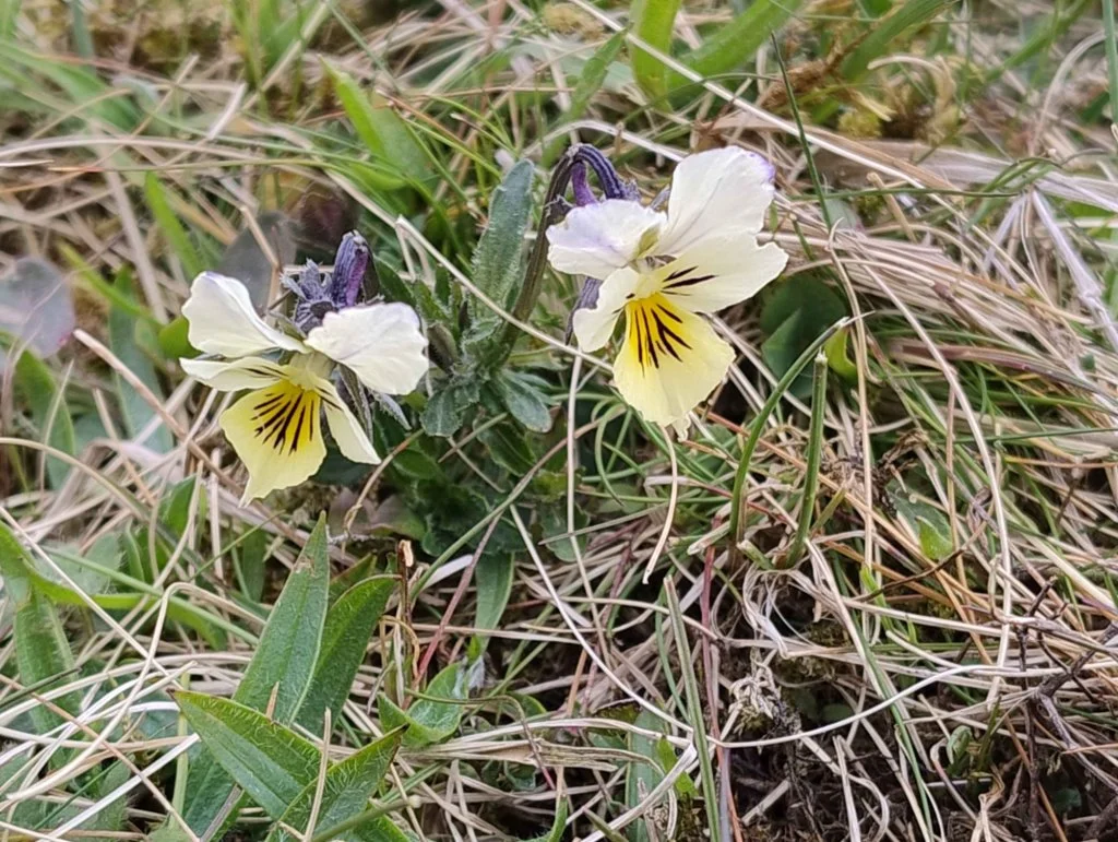   Viola tricolor NS8814 15May26 PT  