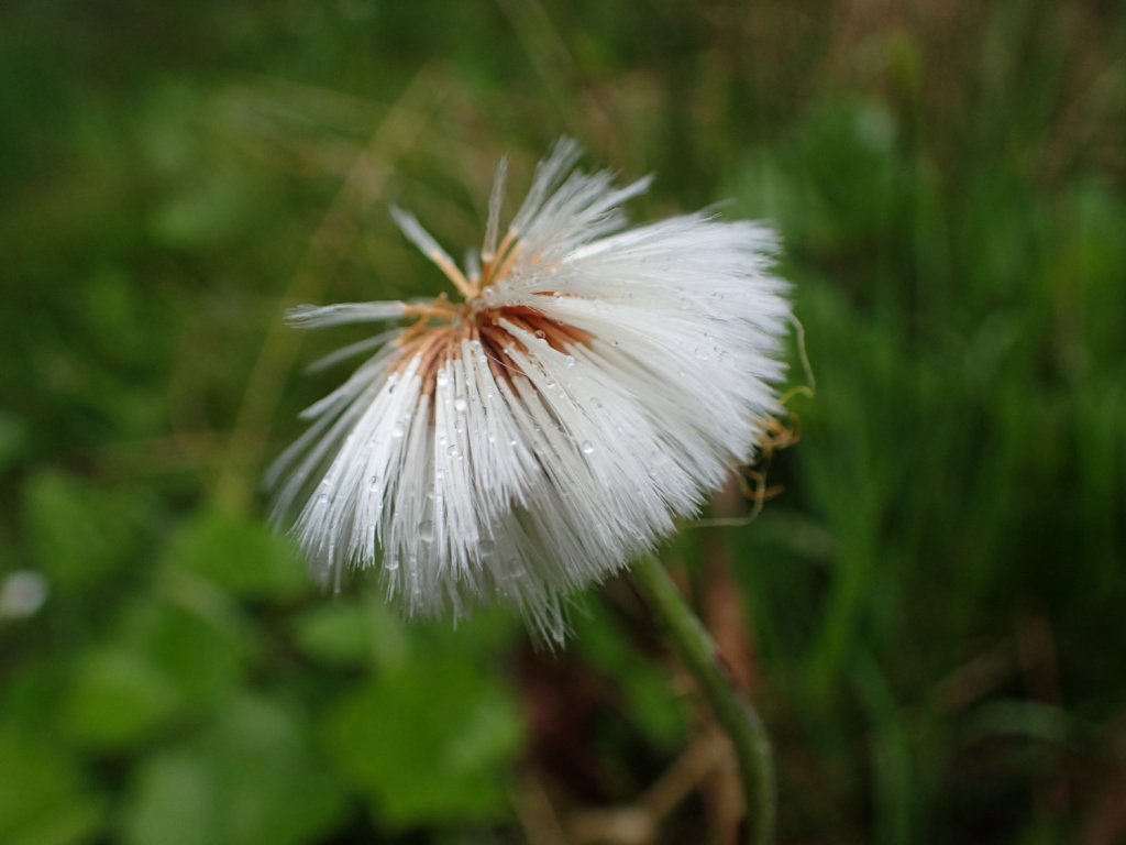  The seed heads are quite distinctive, the rains exposed the darker roots.   Tussilago farfara NS7352 16May26 CL  