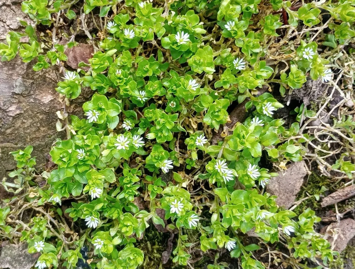   Stellaria mediaNS6553 20Apr26 JR  
