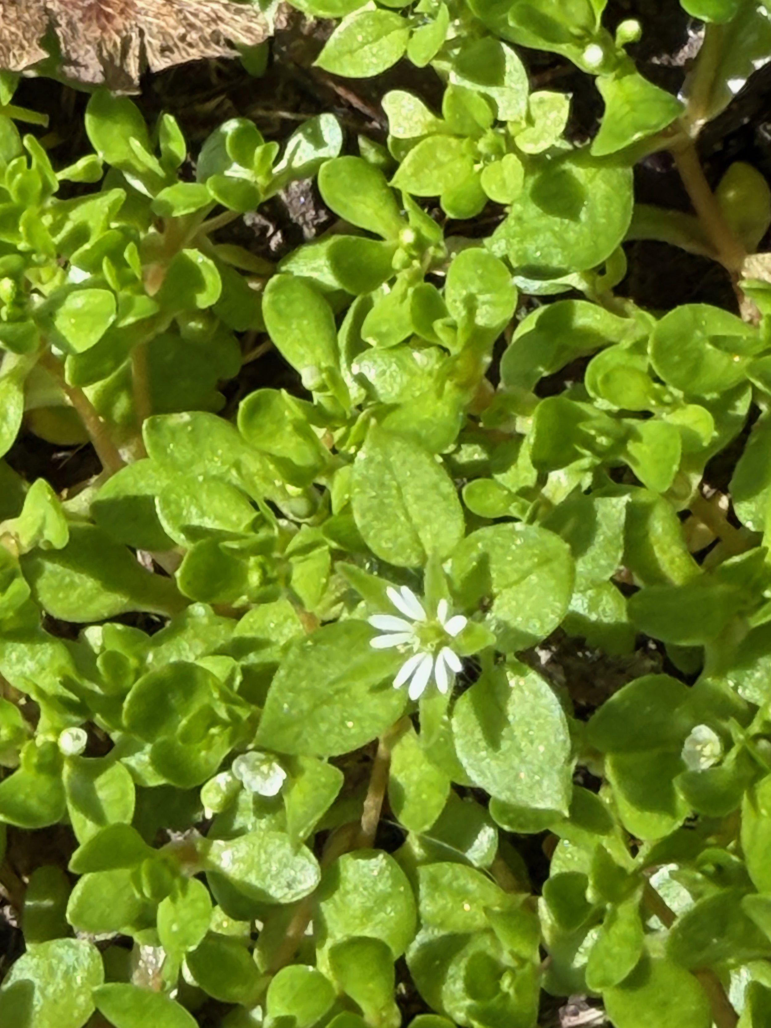  Stellaria media NS5766 25Apr26 PW   